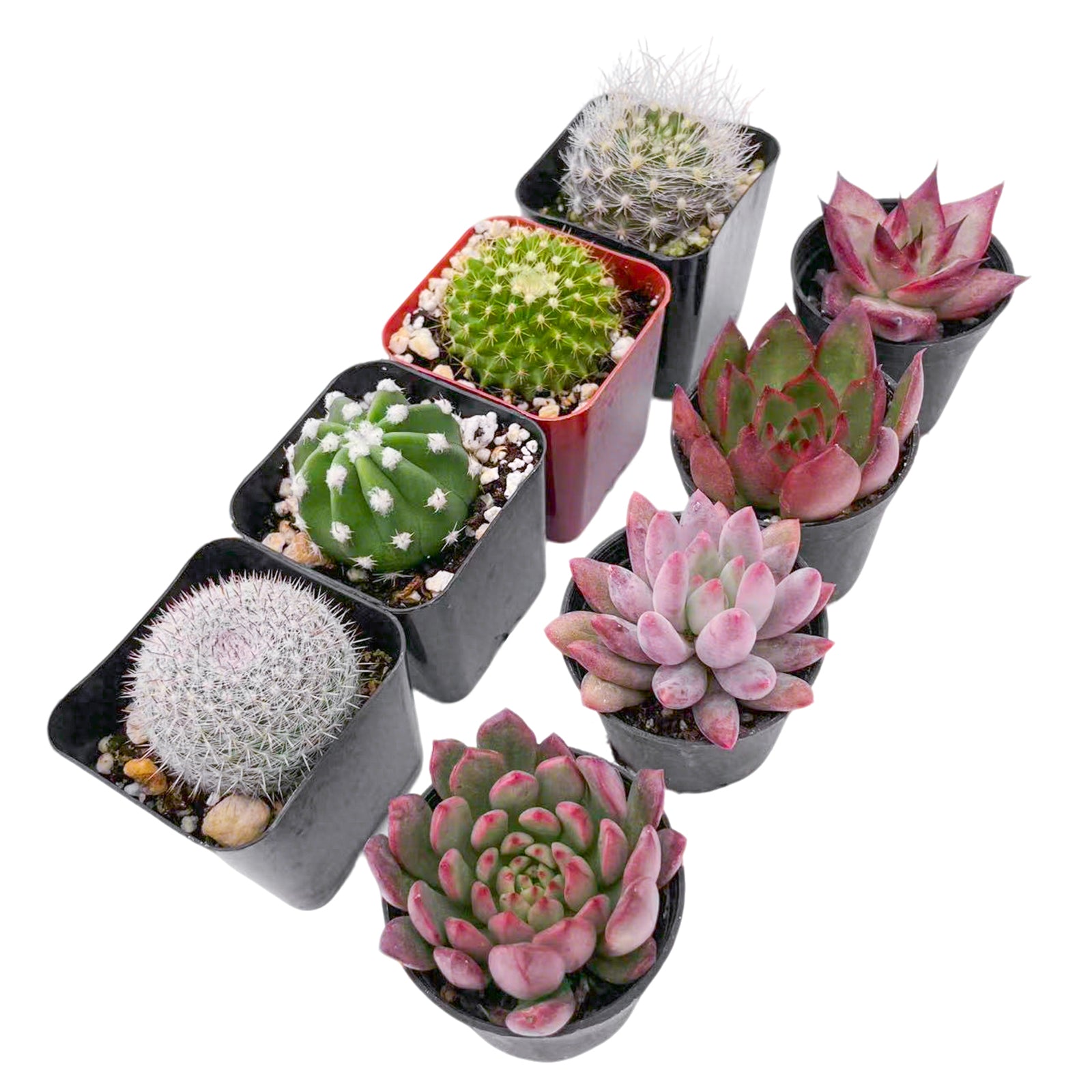 varieties of succulent cactus 4 Cactus + 4 Echeveria Succulents (2", Random Varieties)