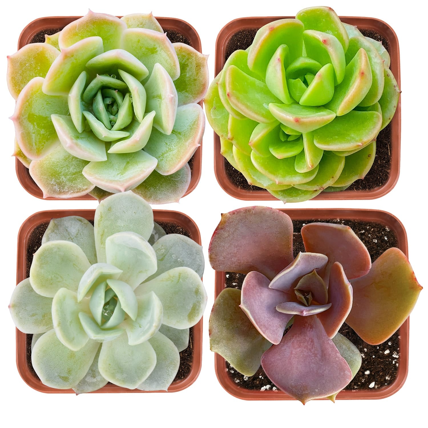 the next gardener succulents Succulent Set #11 (Fixed Varieties)