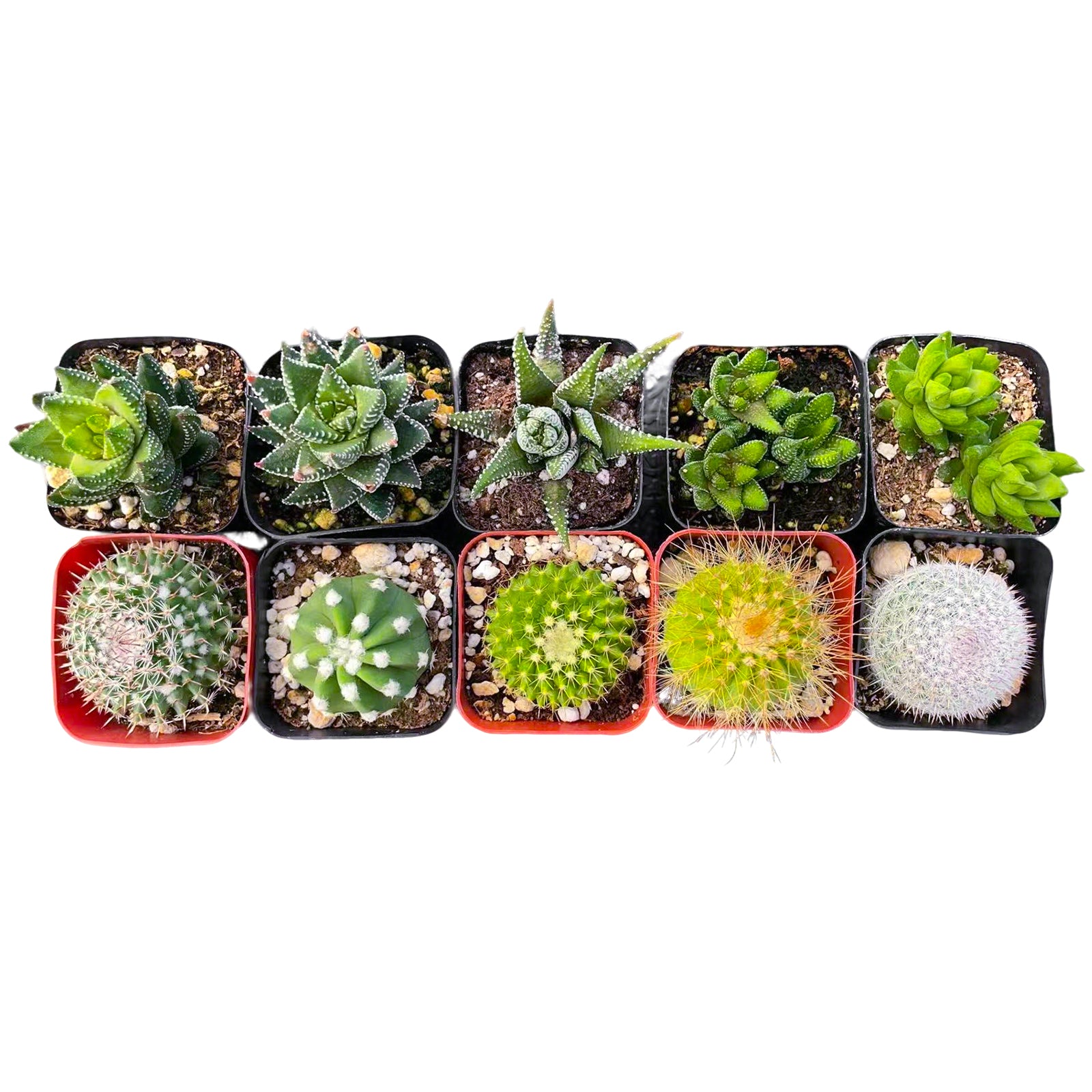 5 Cactus + 5 Haworthia Succulents (2