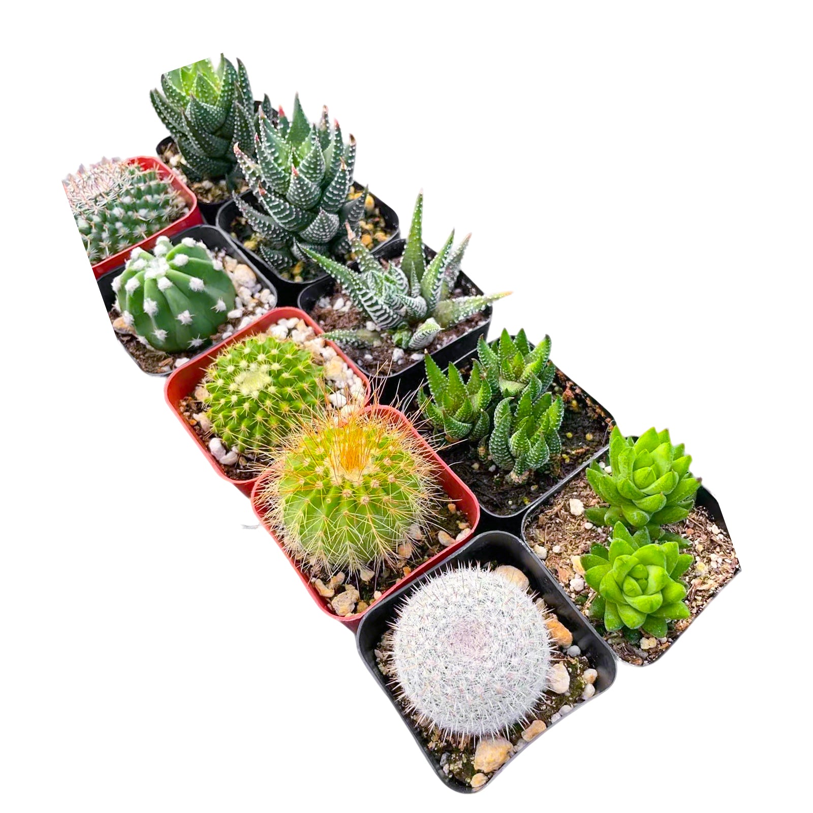 kaktus haworthia 5 Cactus + 5 Haworthia Succulents (2