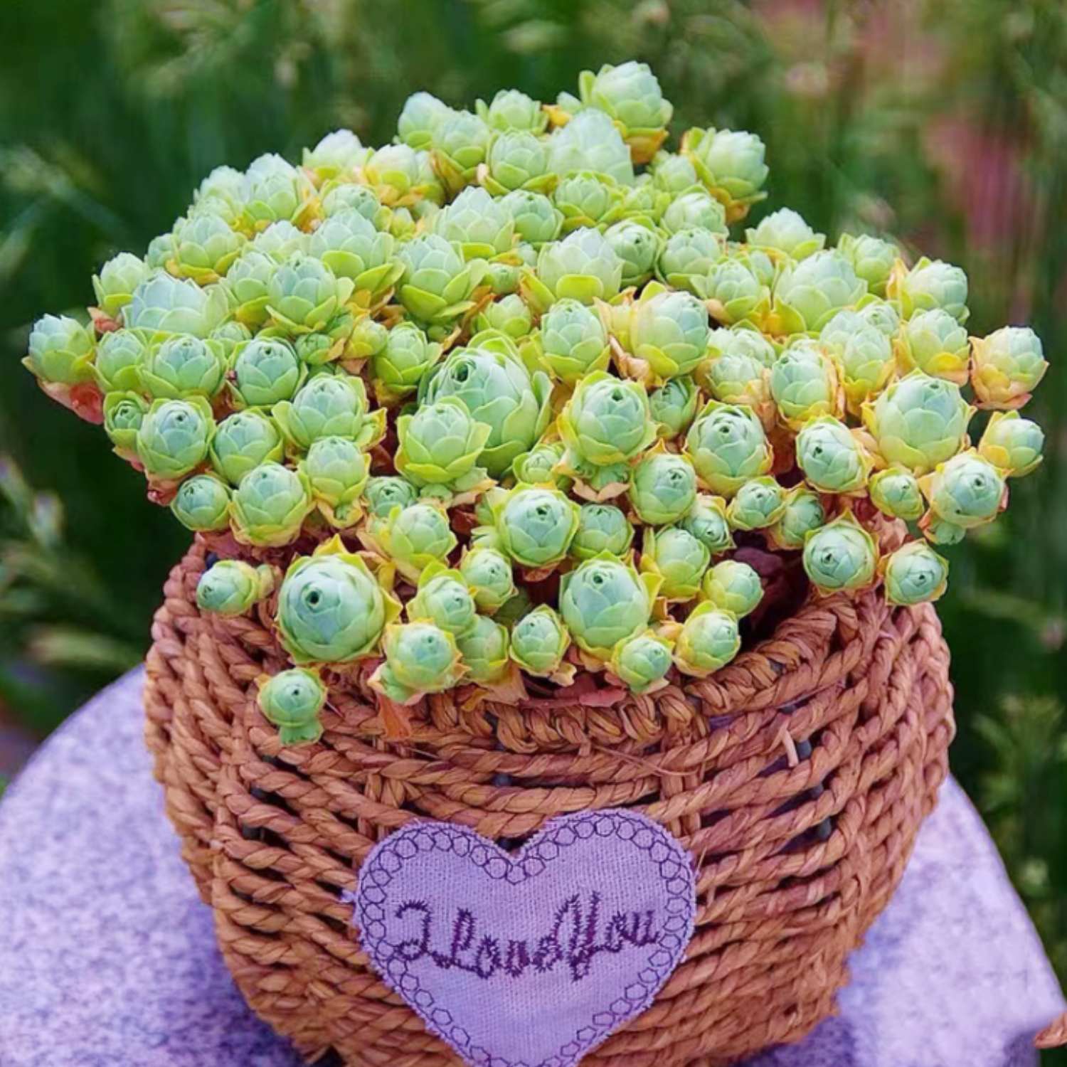 greenovia dodrantalis succulent Aeonium Dodrantale / Greenovia Dodrantalis