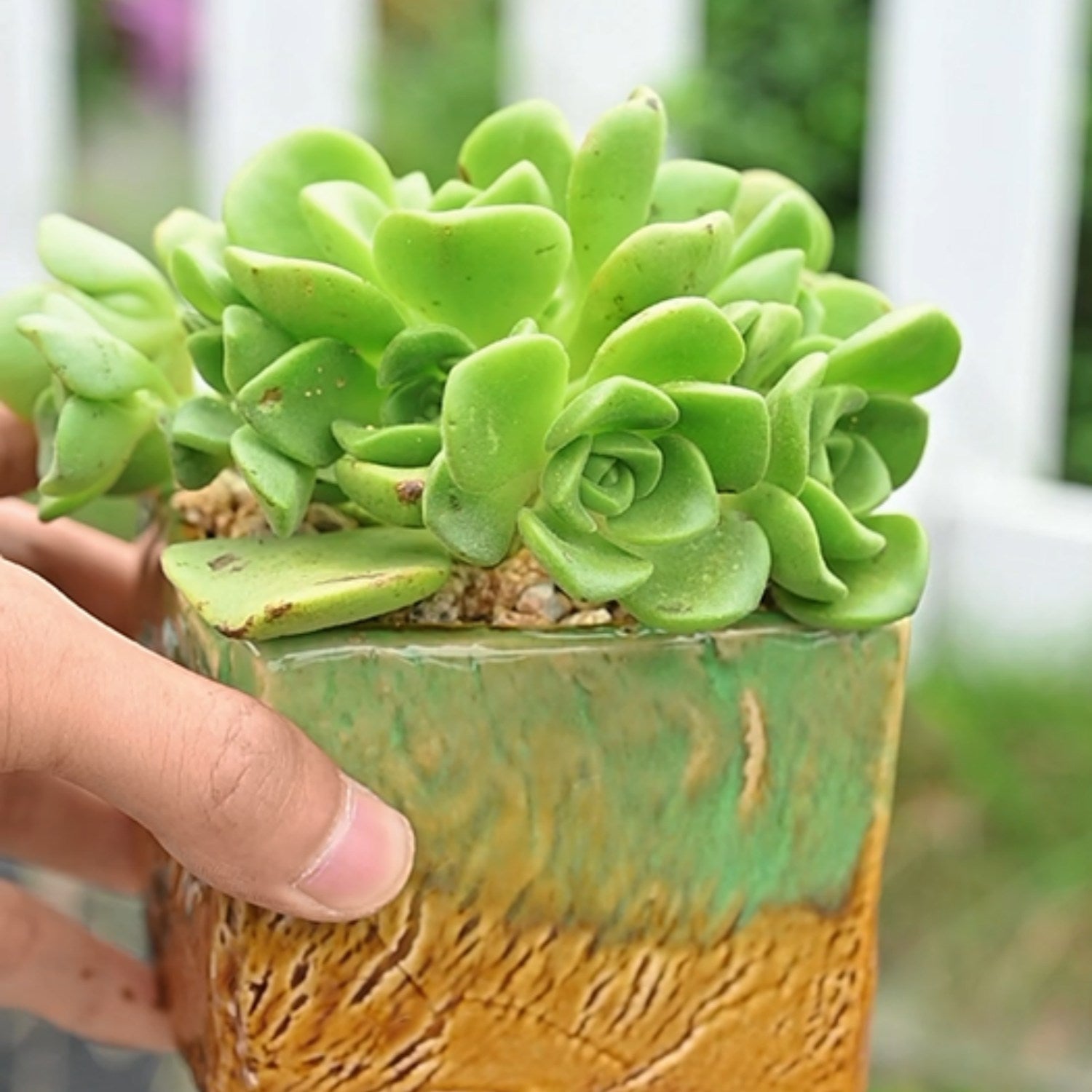 aeonium lily pad succulent Aeonium Lily Pad Cuttings, Rose Succulent