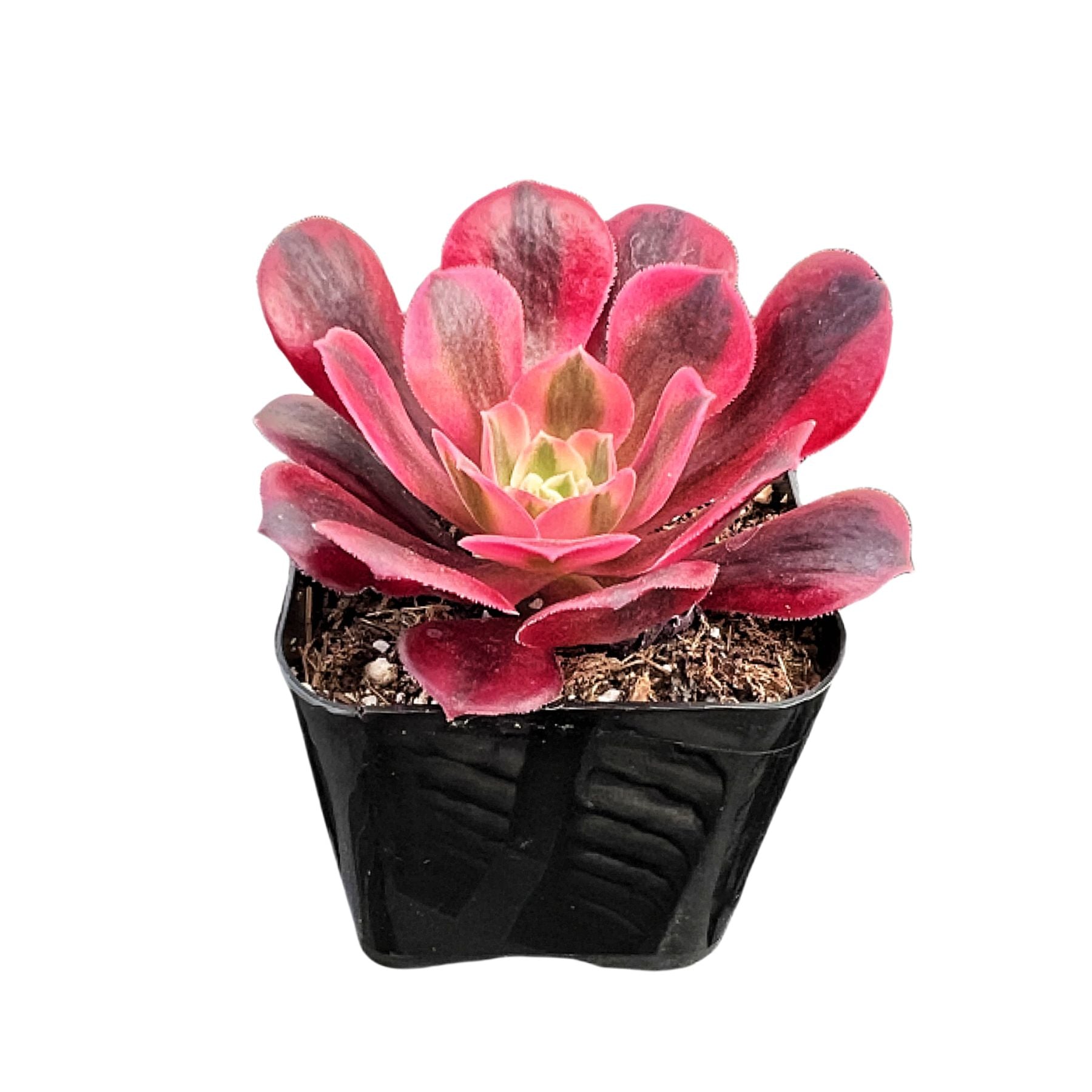 aeonium medusa succulent Aeonium 'Medusa' |THE NEXT GARDENER – Thenextgardener
