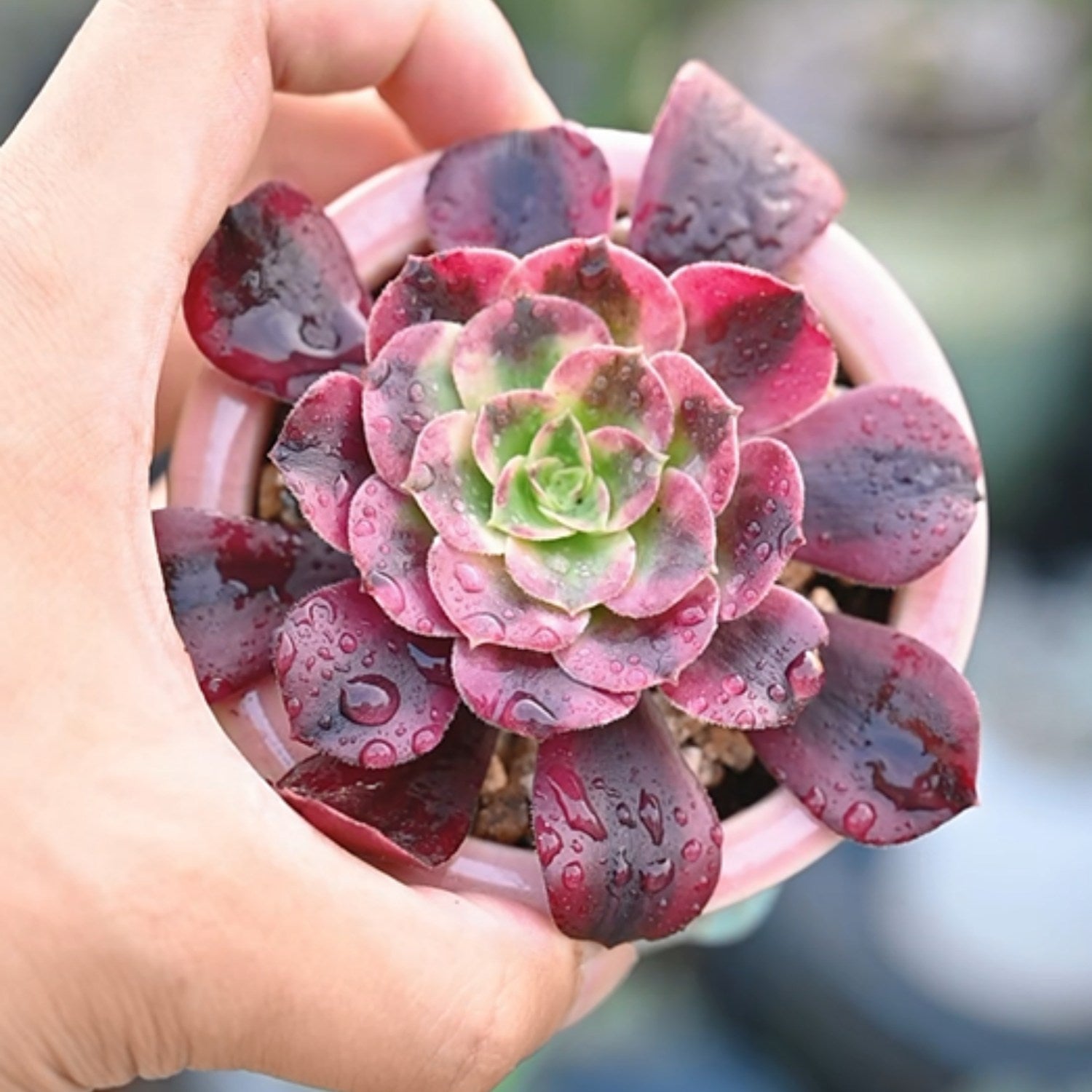 aeonium medusa succulent Aeonium 'Medusa' |THE NEXT GARDENER – Thenextgardener
