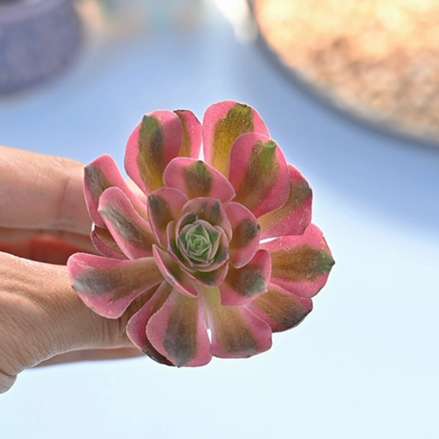 pink witch succulent for sale Aeonium 'Pink Witch'