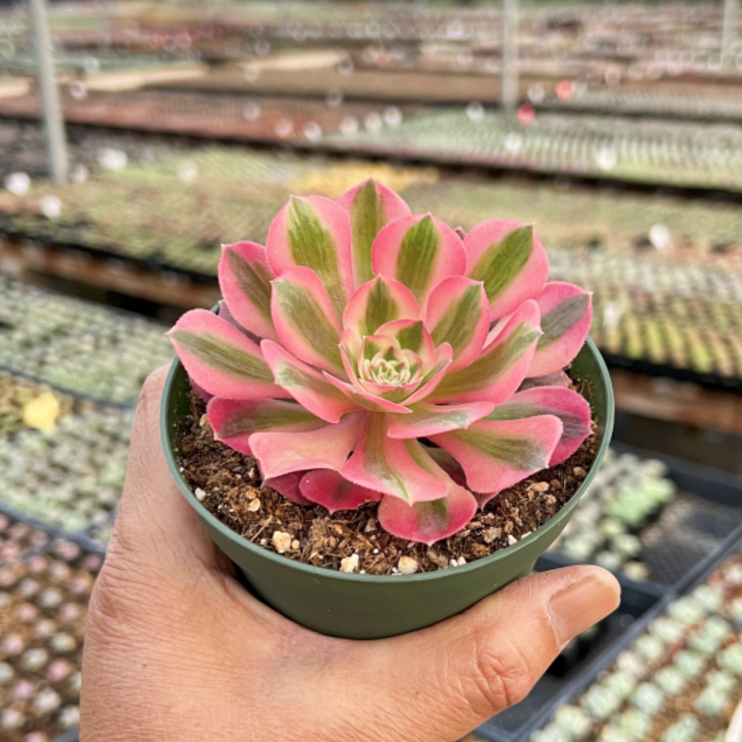 pink witch succulent near me Aeonium 'Pink Witch' (4 inch)