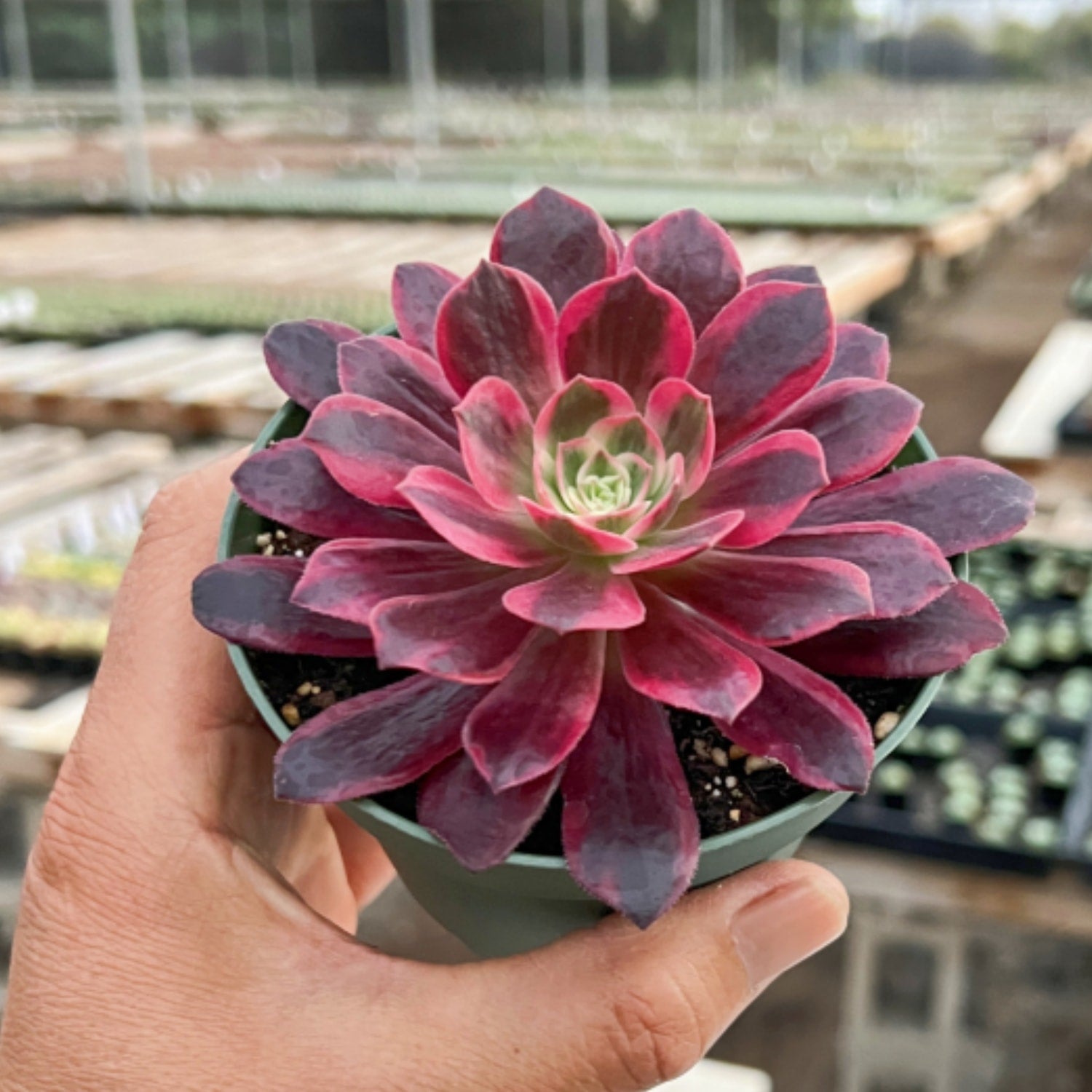 Aeonium 'White Wedding Dress' (4 inch)| THE NEXT GARDENER 10 Plants / Green striped pot Aeonium 'White Wedding Dress' (4 inch)| THE NEXT GARDENER 10 Plants / Green striped pot