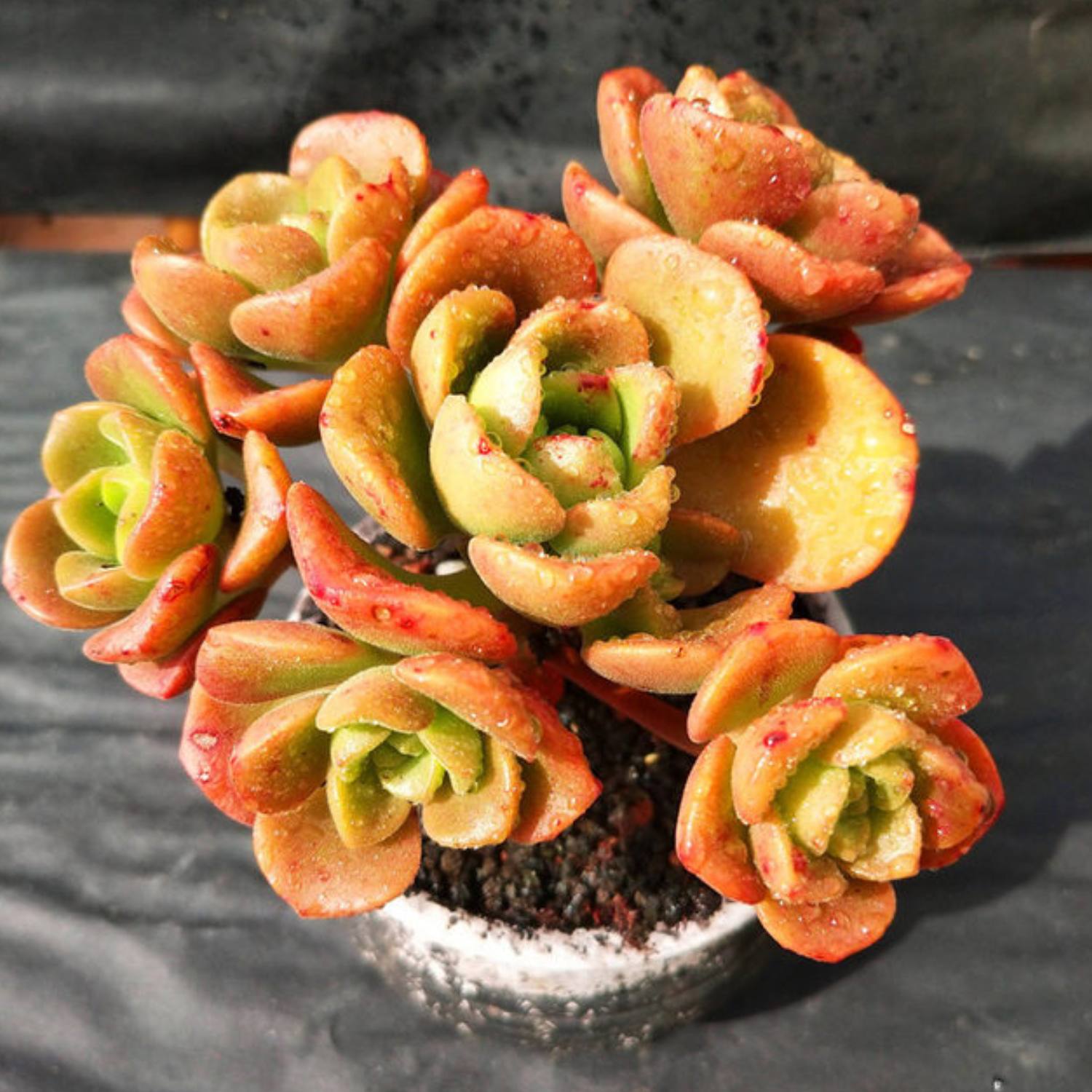 succulent that looks like lily pad Aeonium Lily Pad