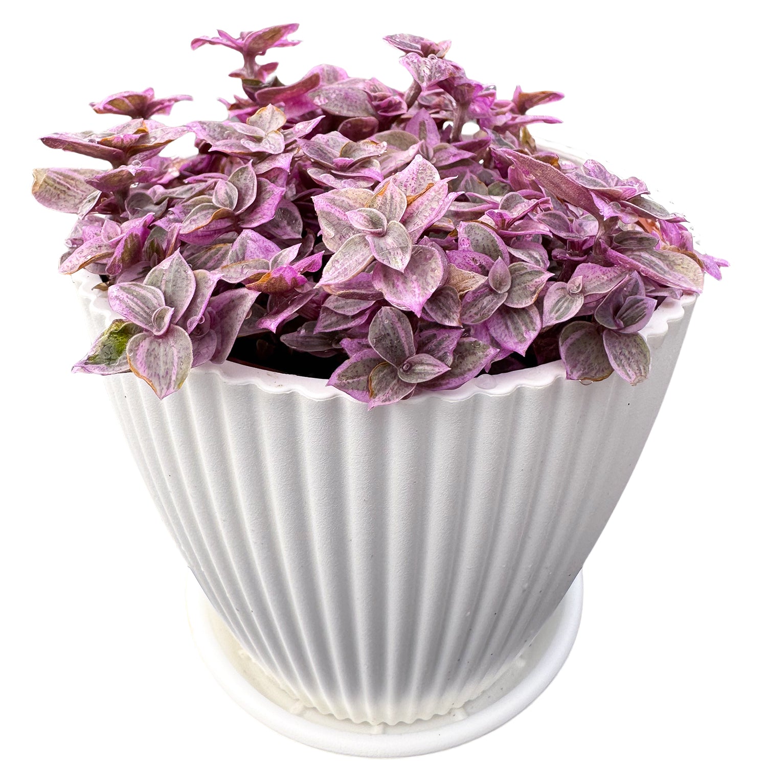 pink lady plant indoor Callisia Repens 'Pink Lady', Grounded Cover Succulent Plant, Perennial Vines