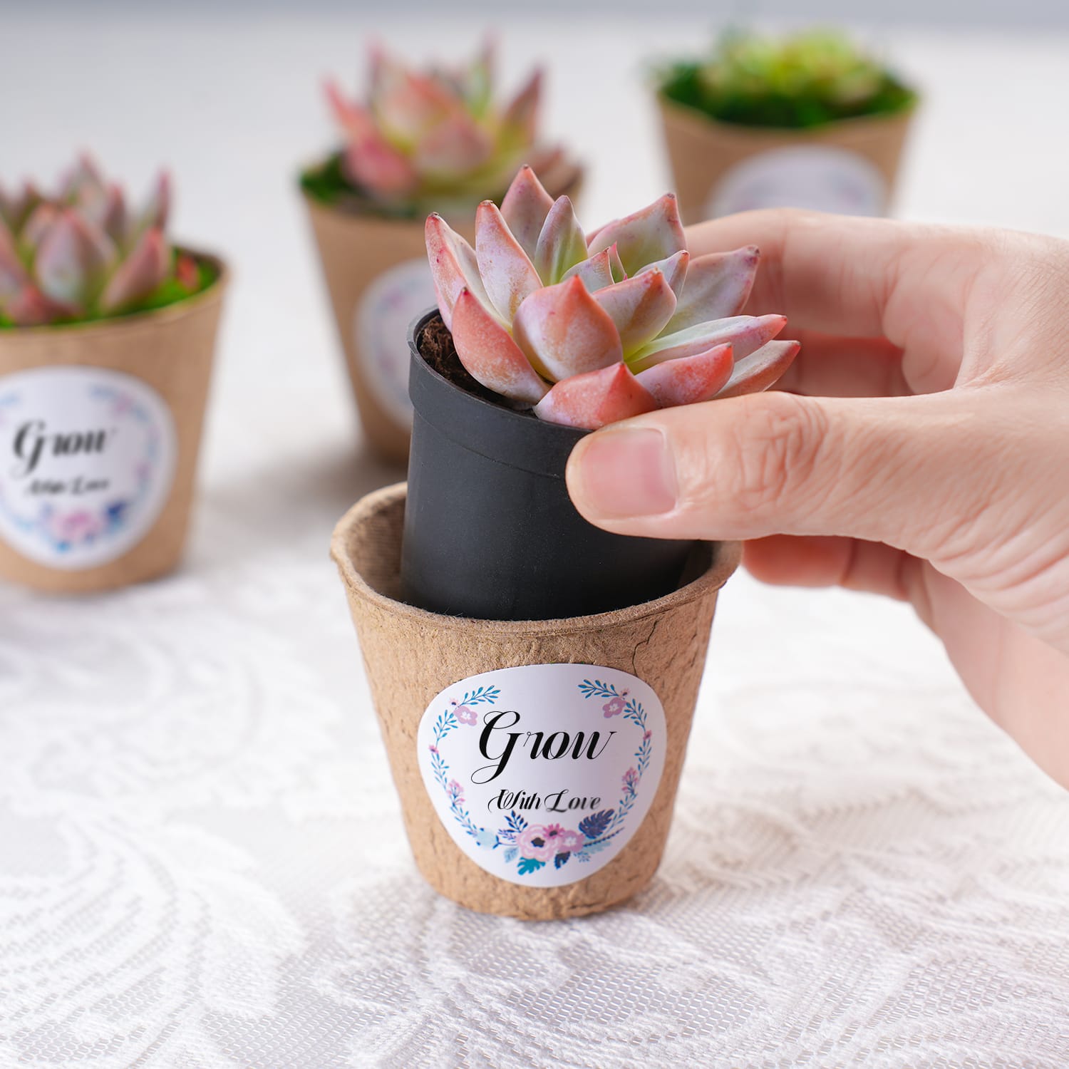succulent paper plates Classic Delicate Paper Cup Succulent Favors