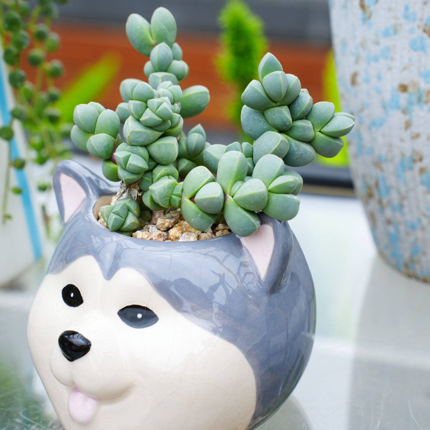 ice plant pot Corpuscularia lehmannii - Ice Plant (4 inch)
