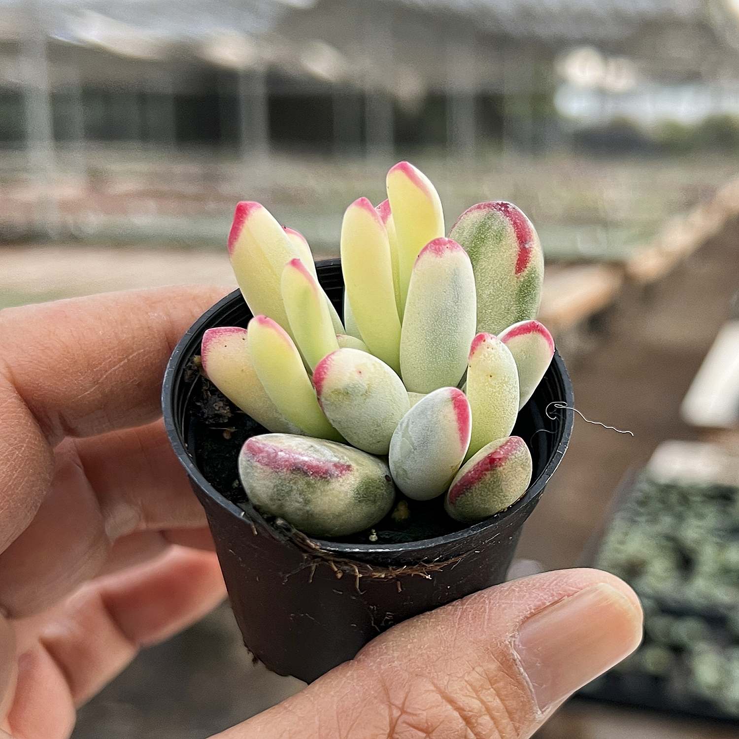 cotyledon orbiculata variegated succulent Cotyledon Orbiculata cv. Long Leaf Variegated (Rare & Limited)
