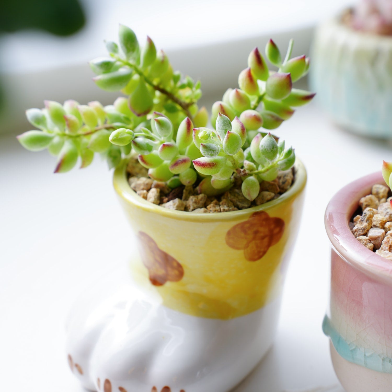 cute succulent pots Cotyledon Pendens-The Next Gardener – Thenextgardener