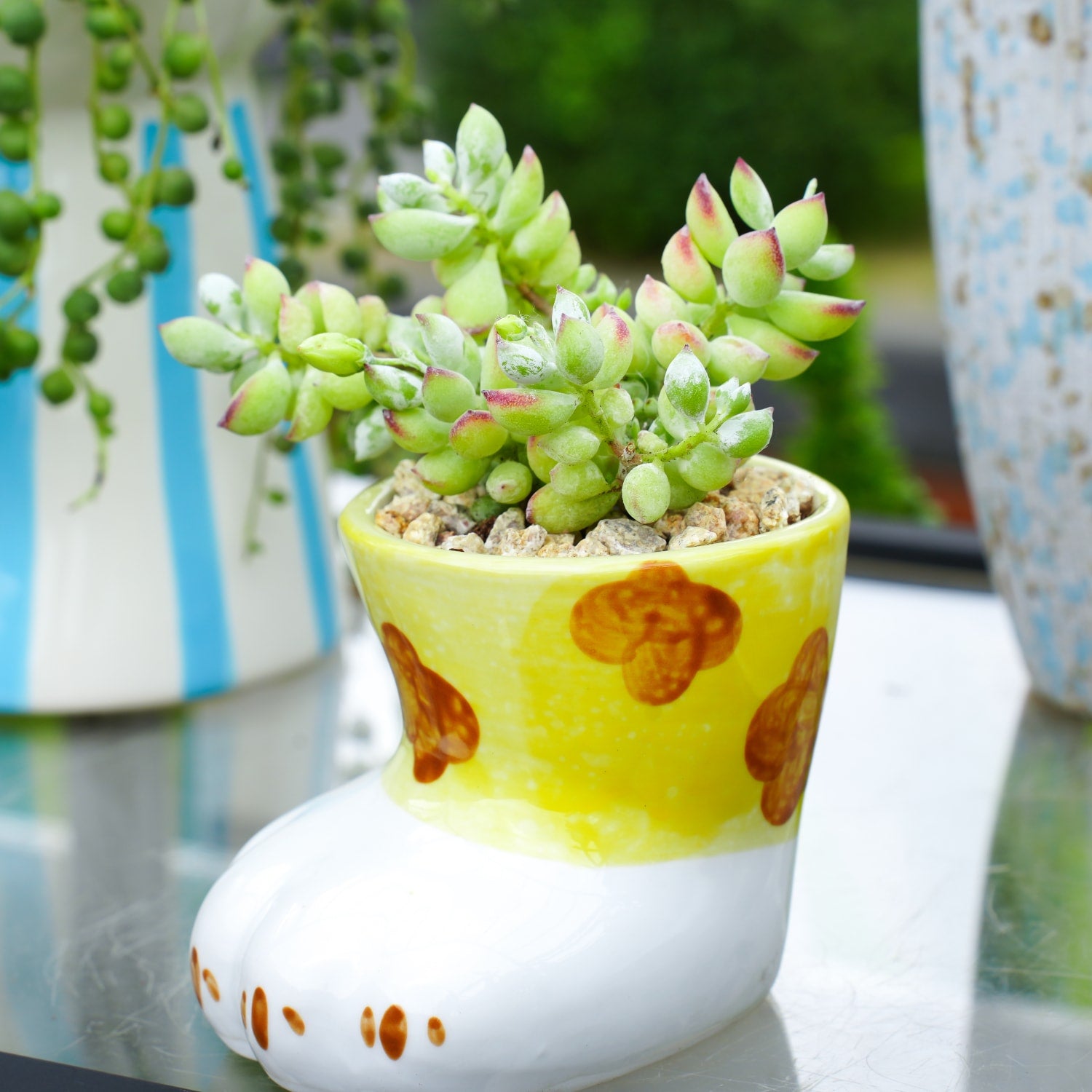 cliff cotyledon succulent Cotyledon Pendens (Cliff Cotyledon) Cuttings
