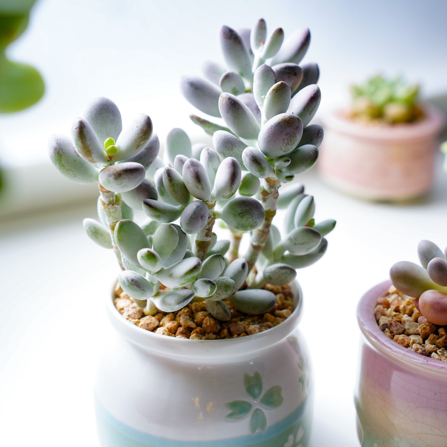 small round leaf succulent Cotyledon Orbiculata cv. (4 inch) 2 Plants / White striped pot