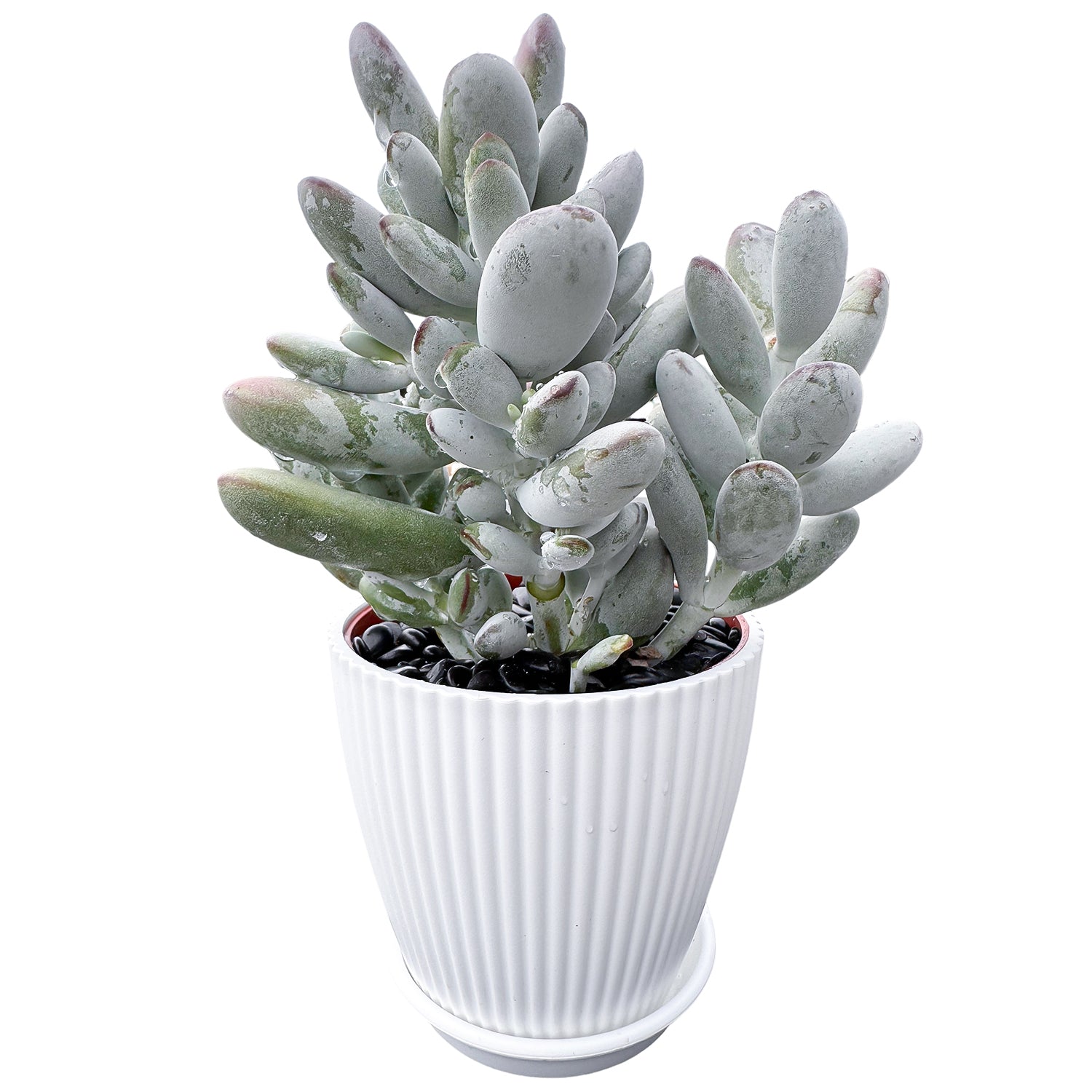 succulent side view Cotyledon Orbiculata cv. (4 inch) 2 Plants / White striped pot