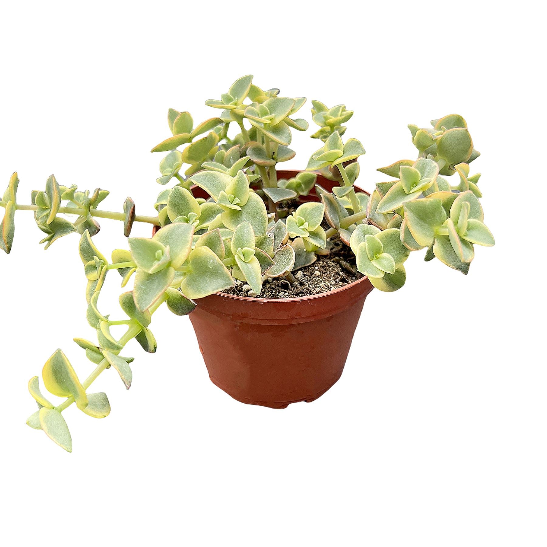 tiny succulents near me Crassula Pellucida Subsp. Marginalis F. Rubra (4 inch)