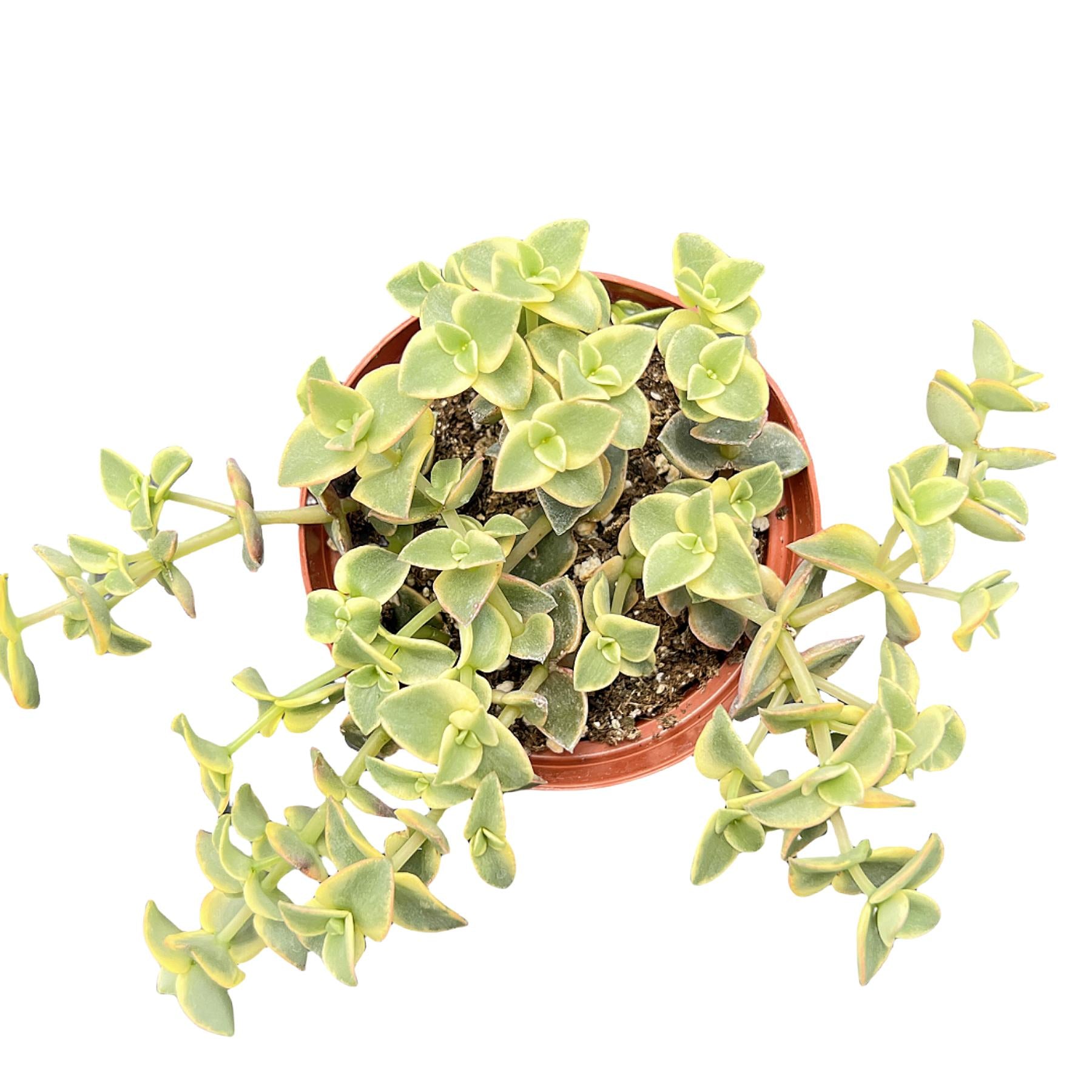 potted succulents for sale Crassula Pellucida Subsp. Marginalis F. Rubra (4 inch)