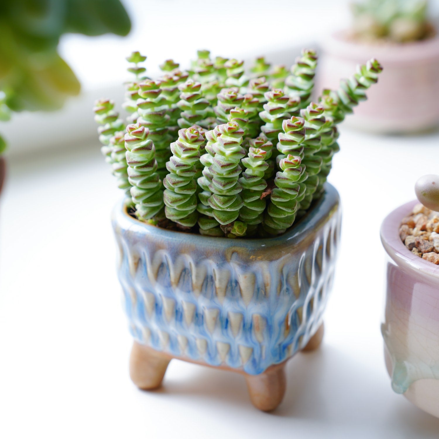 baby's necklace succulent Crassula 'Baby Necklace'