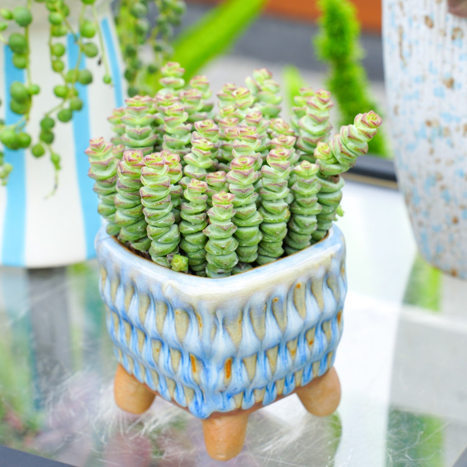 succulent pendant Crassula 'Baby Necklace'
