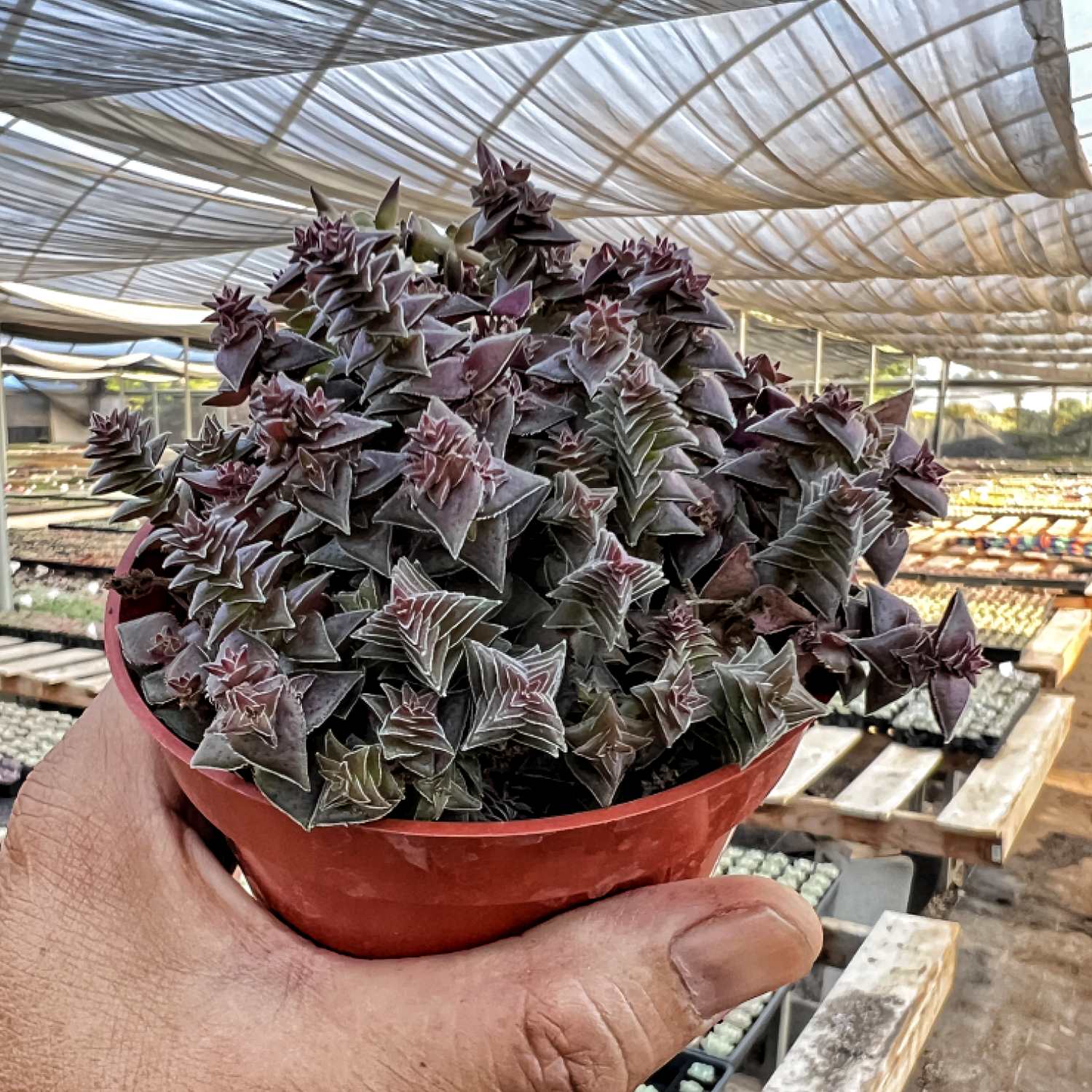 succulent with teeth Crassula Corymbulosa/Shark's Tooth (4 inch)