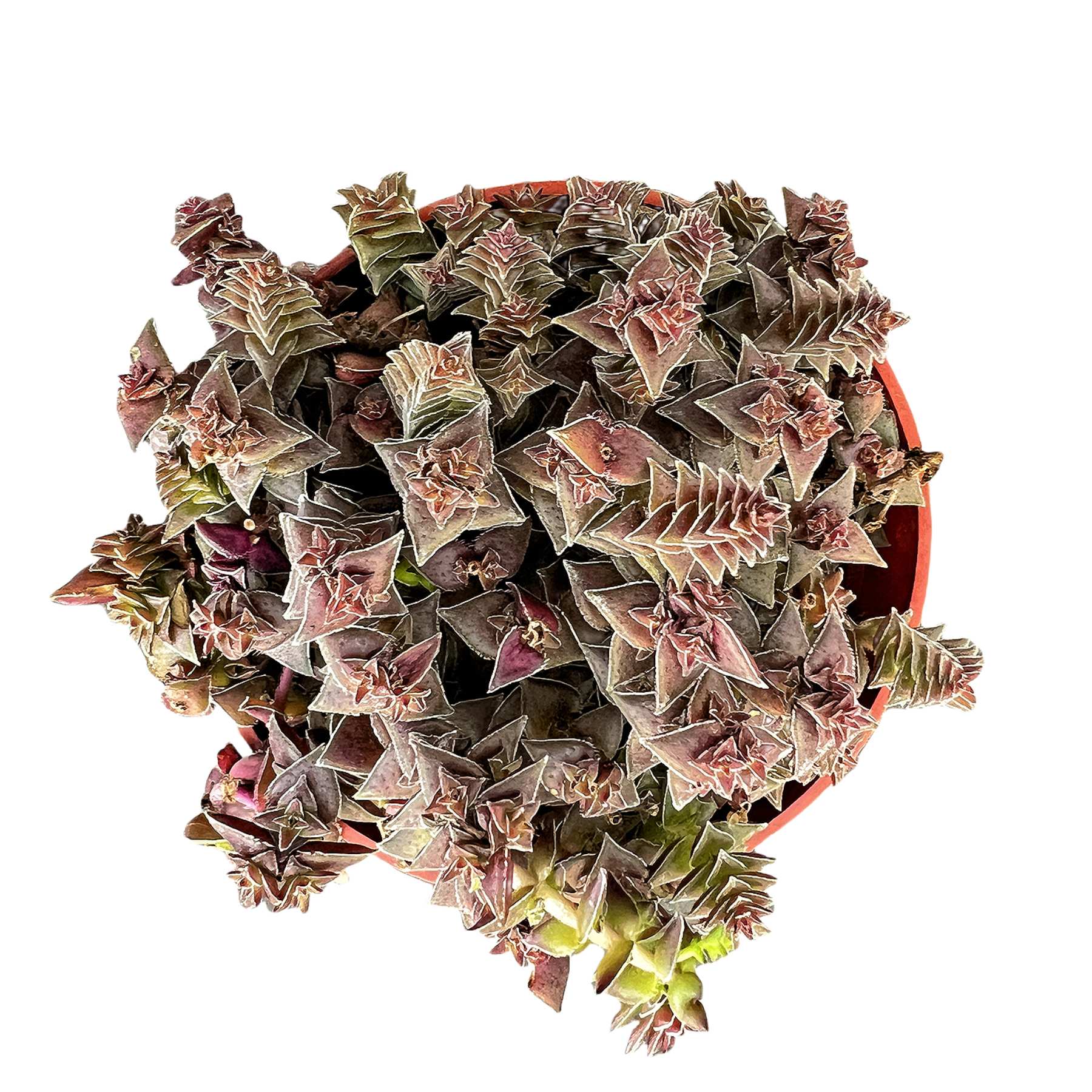 succulent shark tooth Crassula Corymbulosa/Shark's Tooth (4 inch)