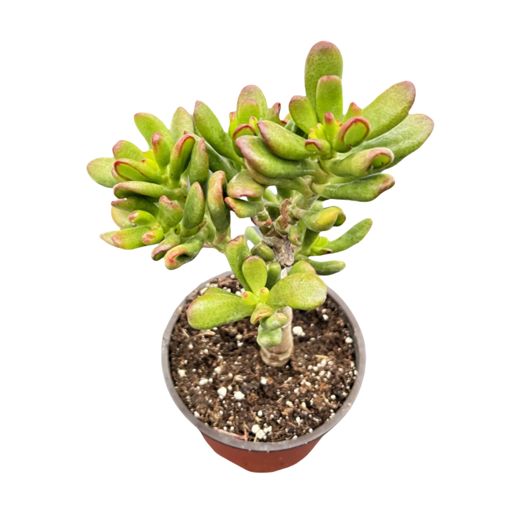 hobbit ear succulent Crassula Ovata Hobbit (4 inch)