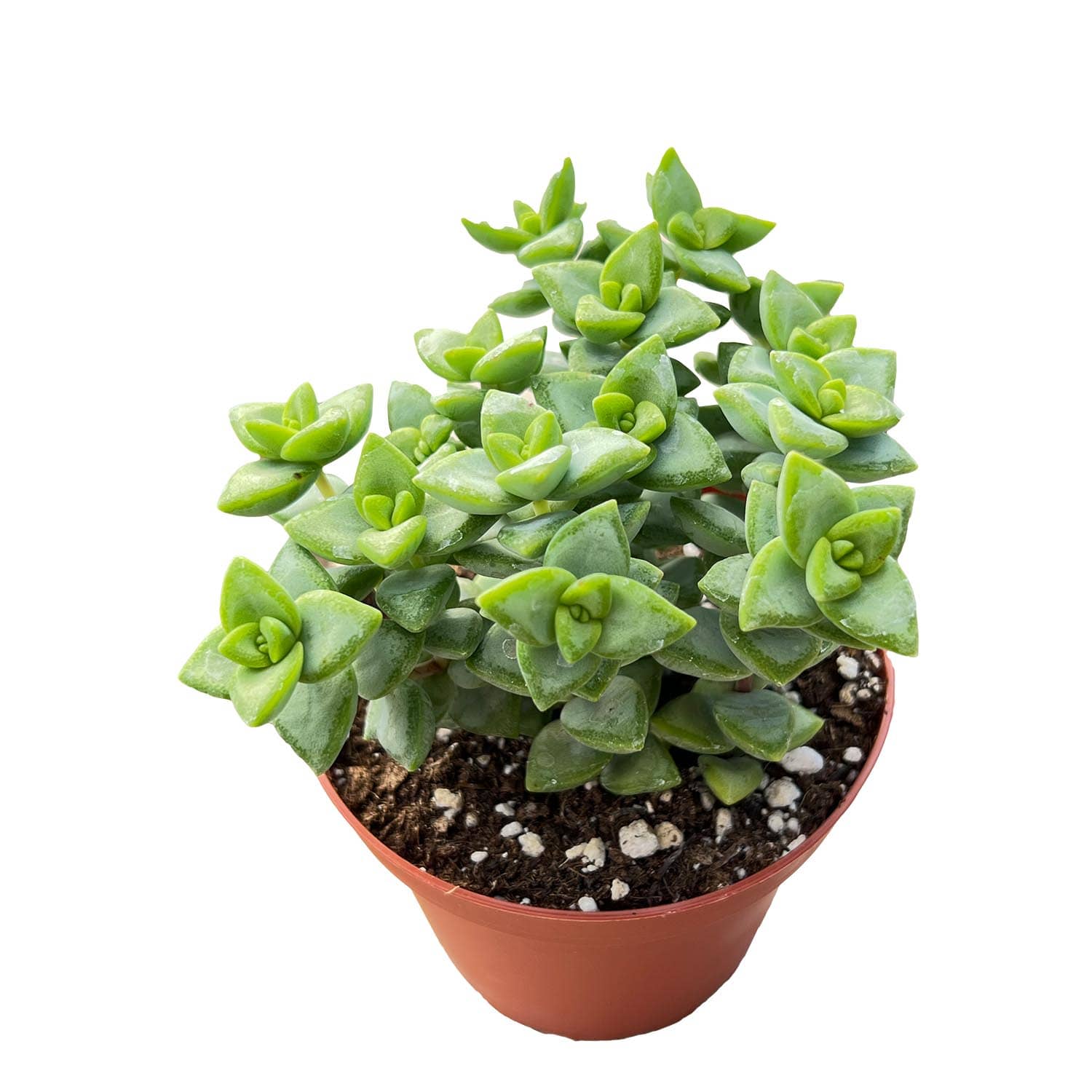 straight succulent Crassula Rupestris (4 inch)