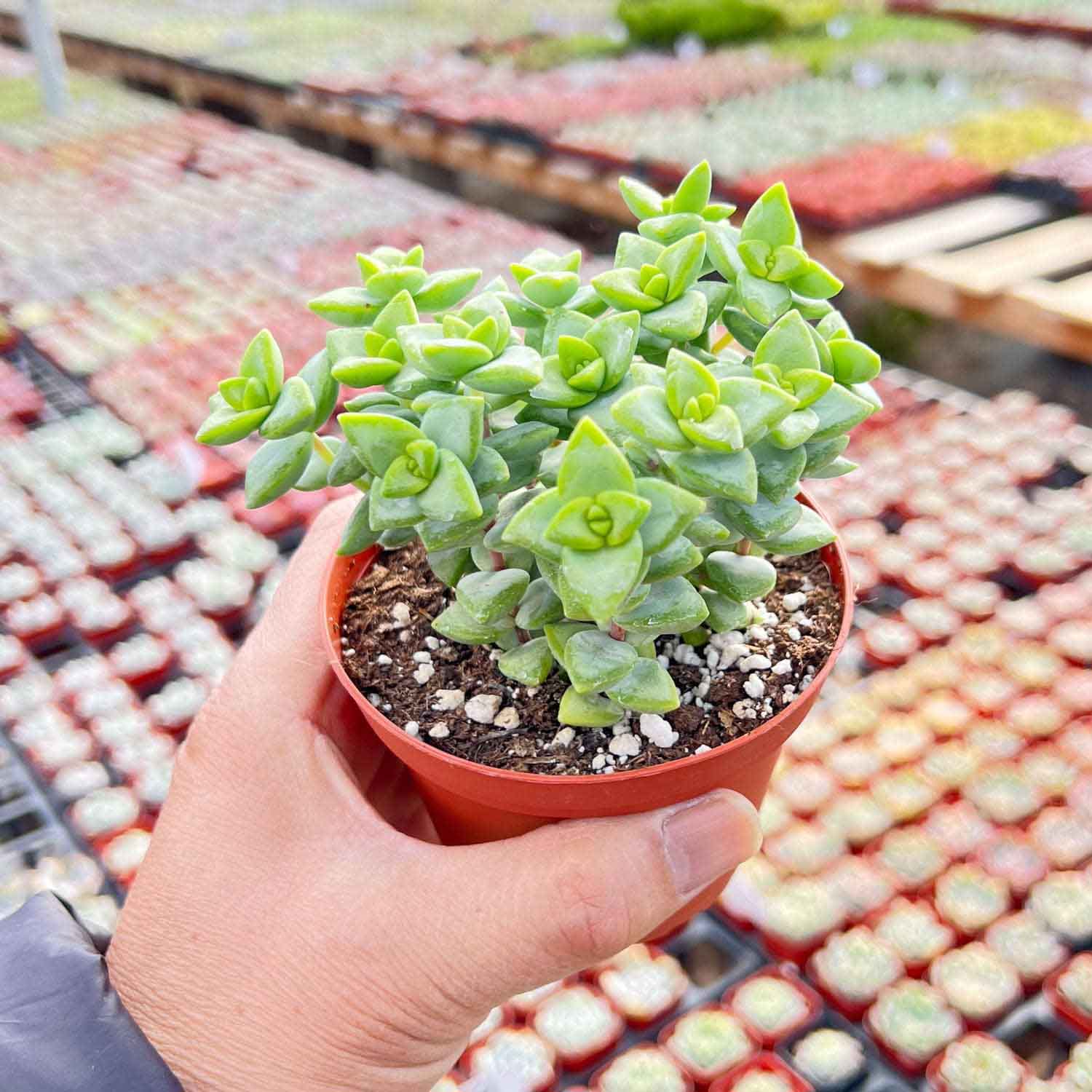 crassula rupestris succulent Crassula Rupestris (4 inch)