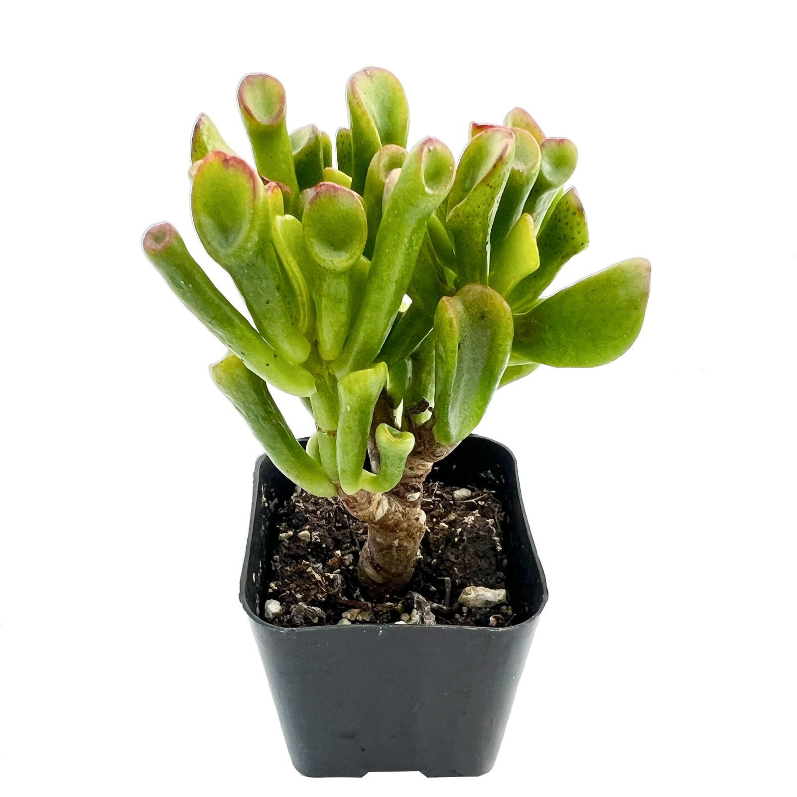 succulent shrek ears Crassula Shrek's Ear 2-3"