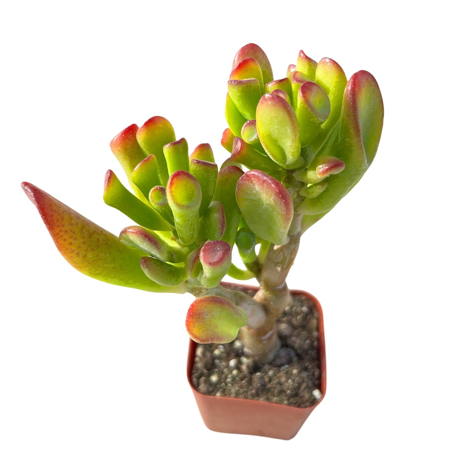 shrek ear jade plant Crassula Shrek's Ear 6-8"
