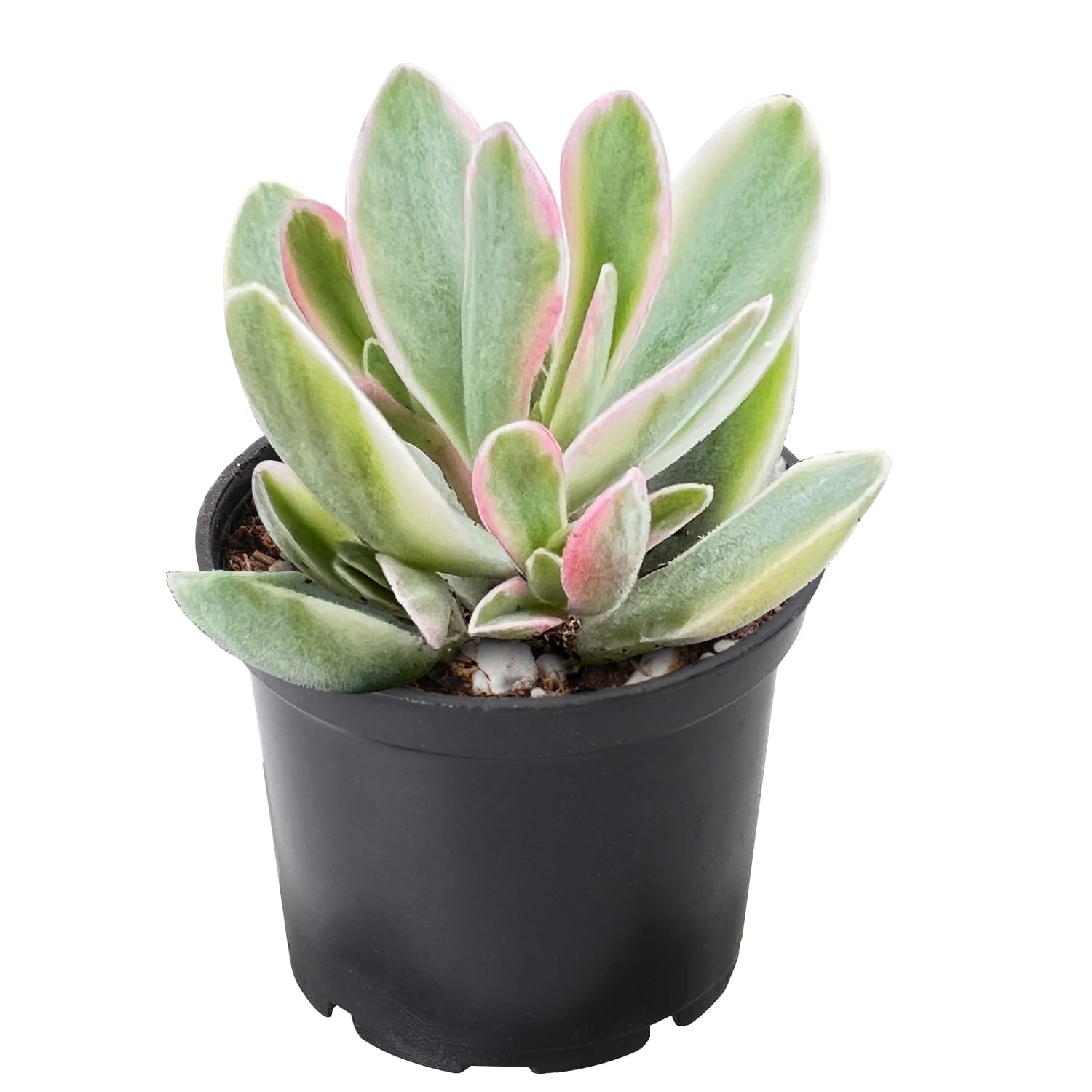 crassula money plant Crassula atropurpurea var. muiriivariegata /Money Maker Variegata 1 Plant
