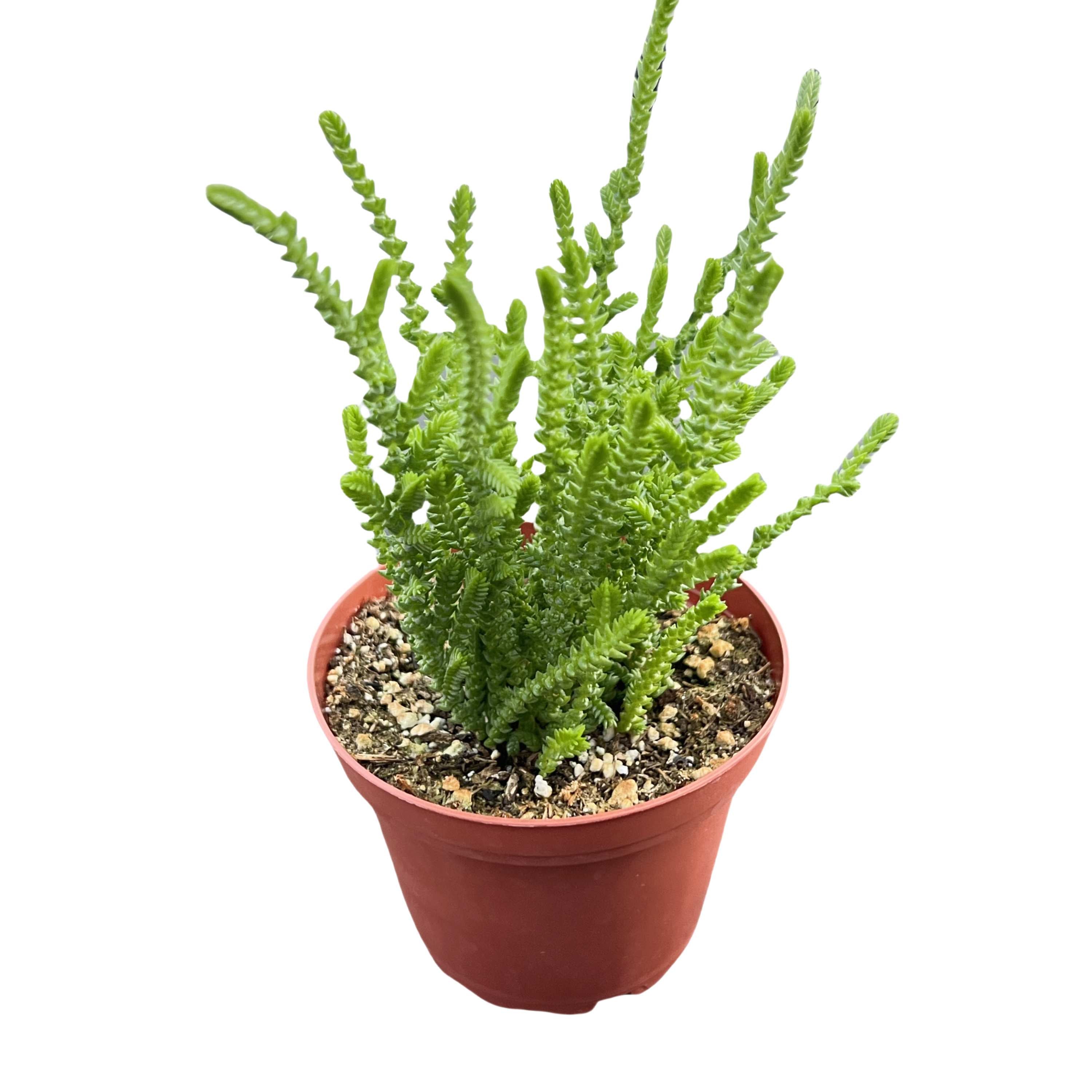 crassula muscosa succulent Crassula muscosa / Watch Chian (4 inch)