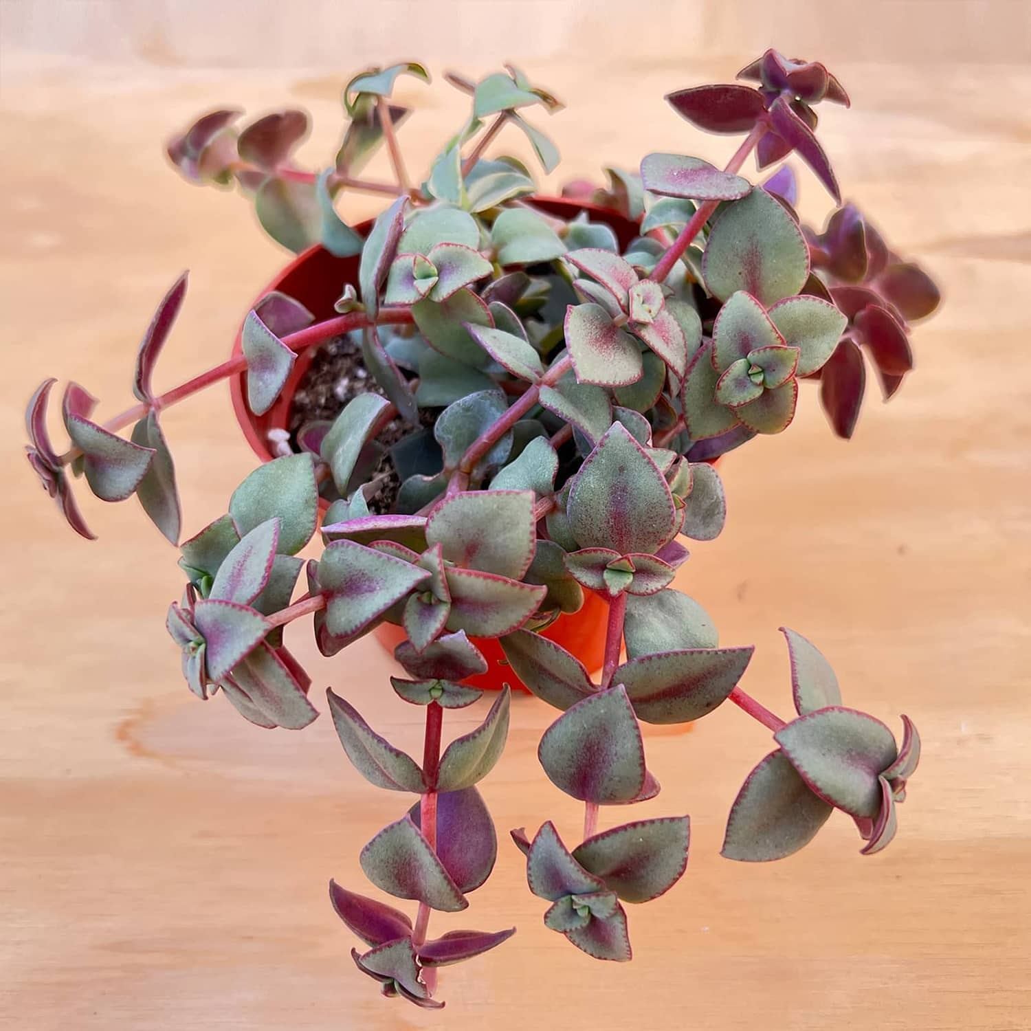 crassula calico kitten succulent Crassula Pellucida Variegata / Calico Kitten (4 inch)