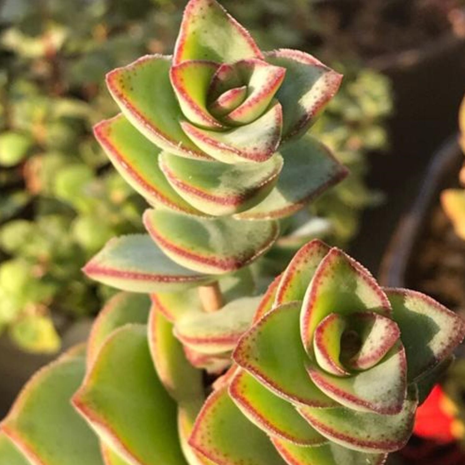 perforata succulent Crassula Perforata Subsp. Perforata 5 Plants