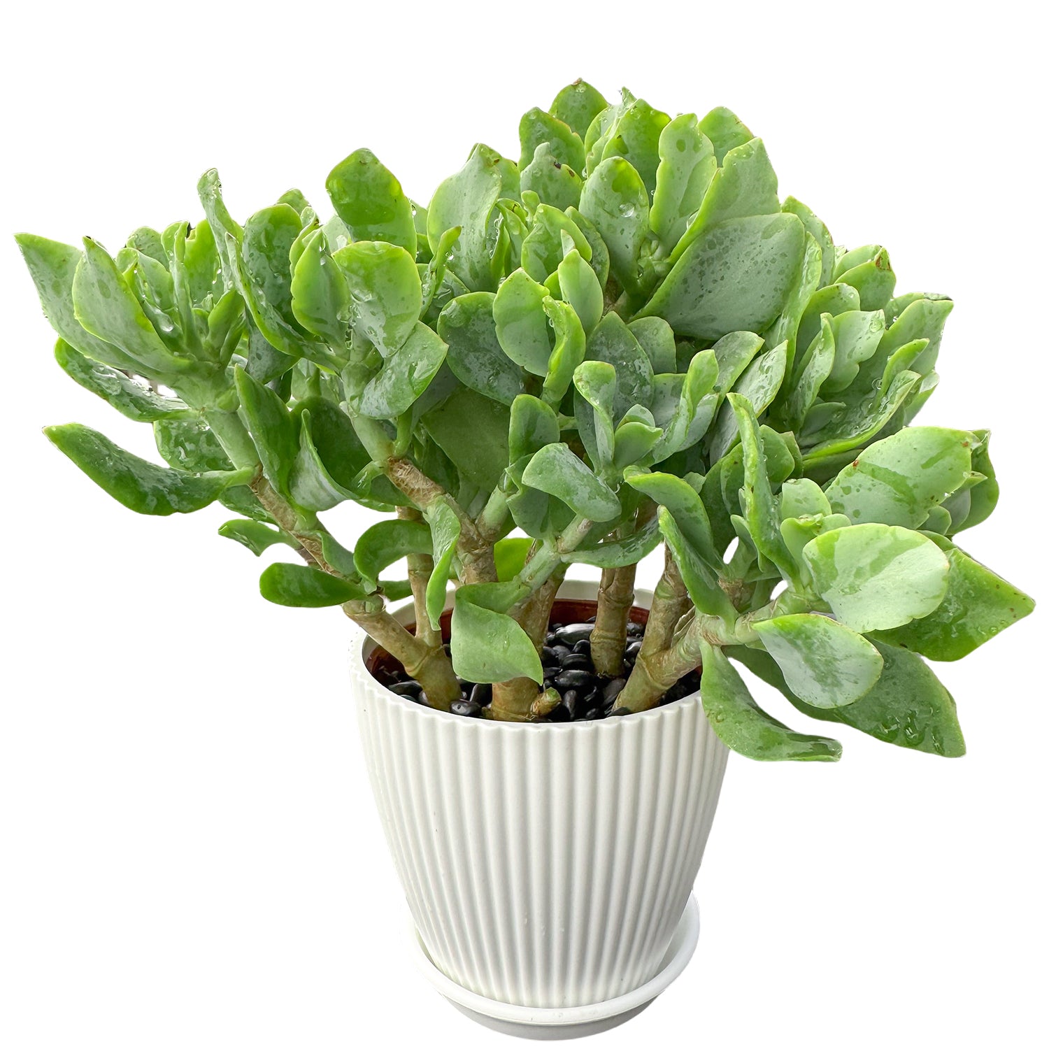 striped jade plant Crassula Arborescens Undulatifolia (4 inch)