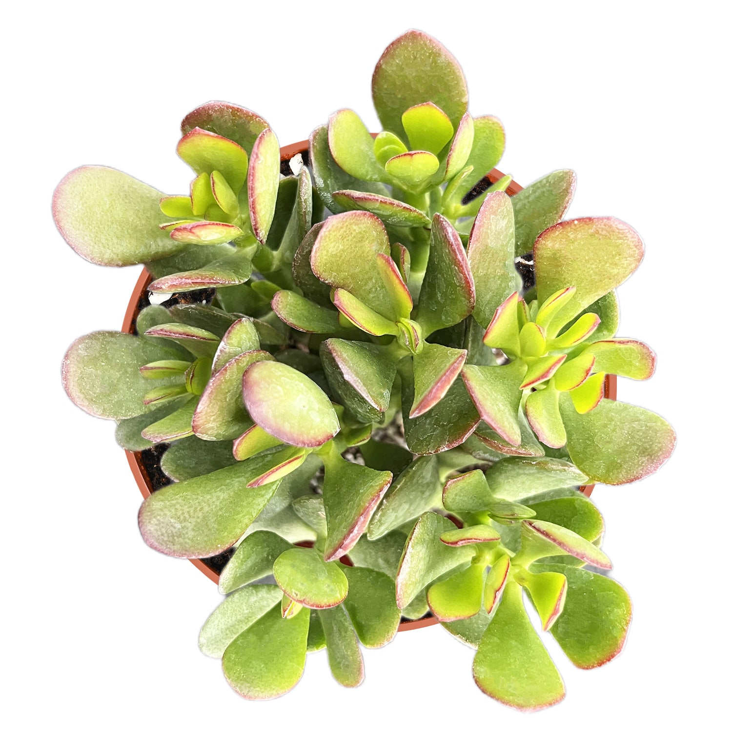 crosby red jade plant Crassula Ovata Crosby’s Compact/Dwarf Jade Plant (4 inch)