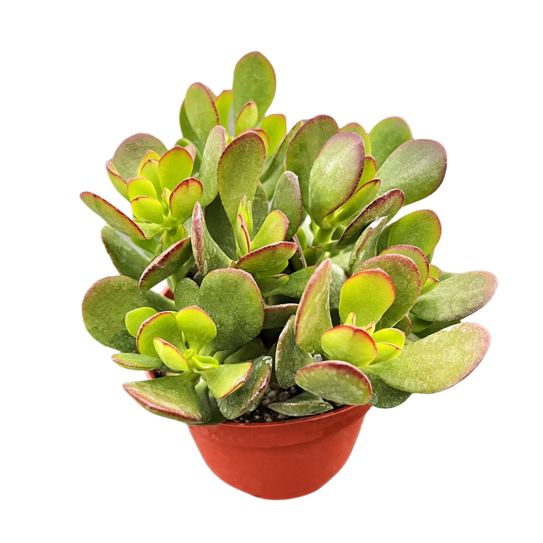 compact jade plant Crassula Ovata Crosby’s Compact/Dwarf Jade Plant (4 inch)