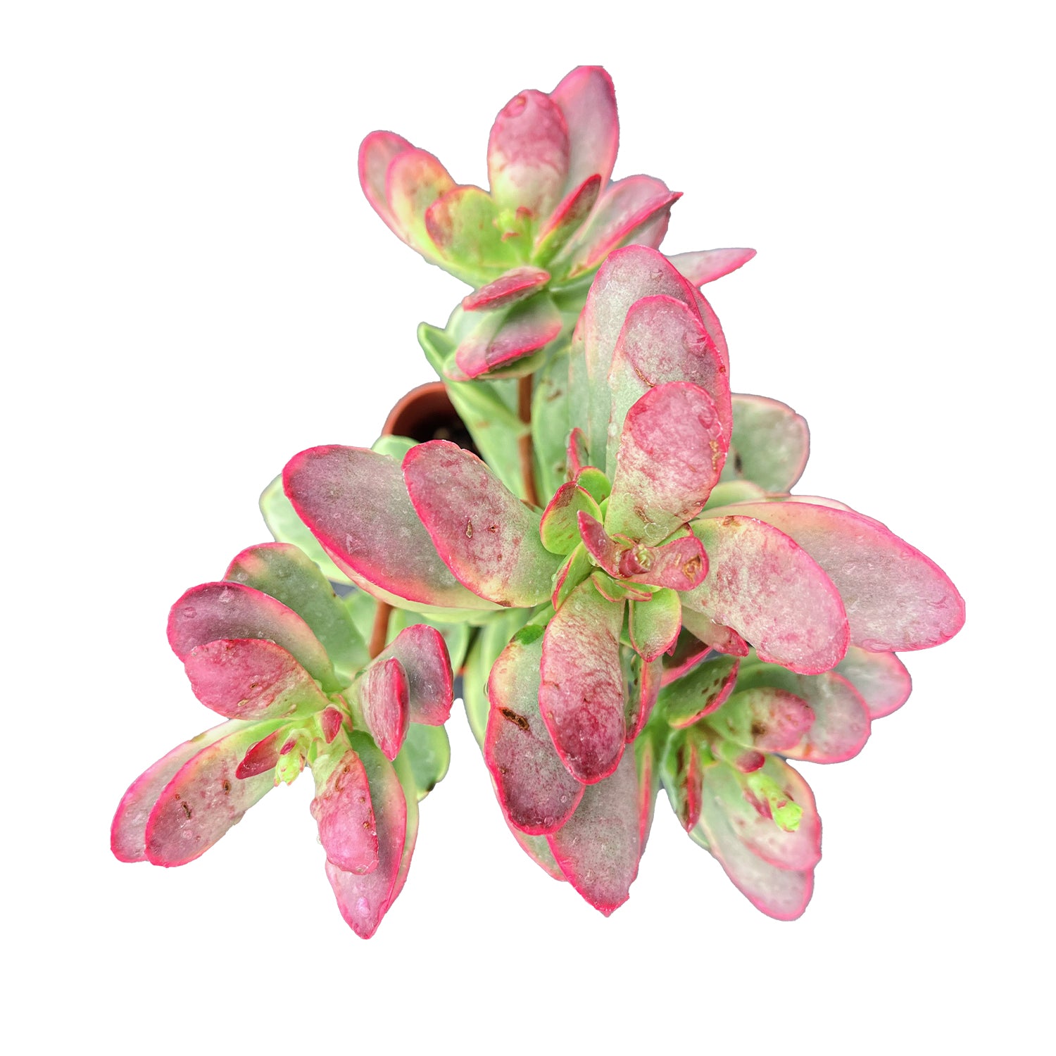platyphylla succulent Crassula Platyphylla f. Variegata