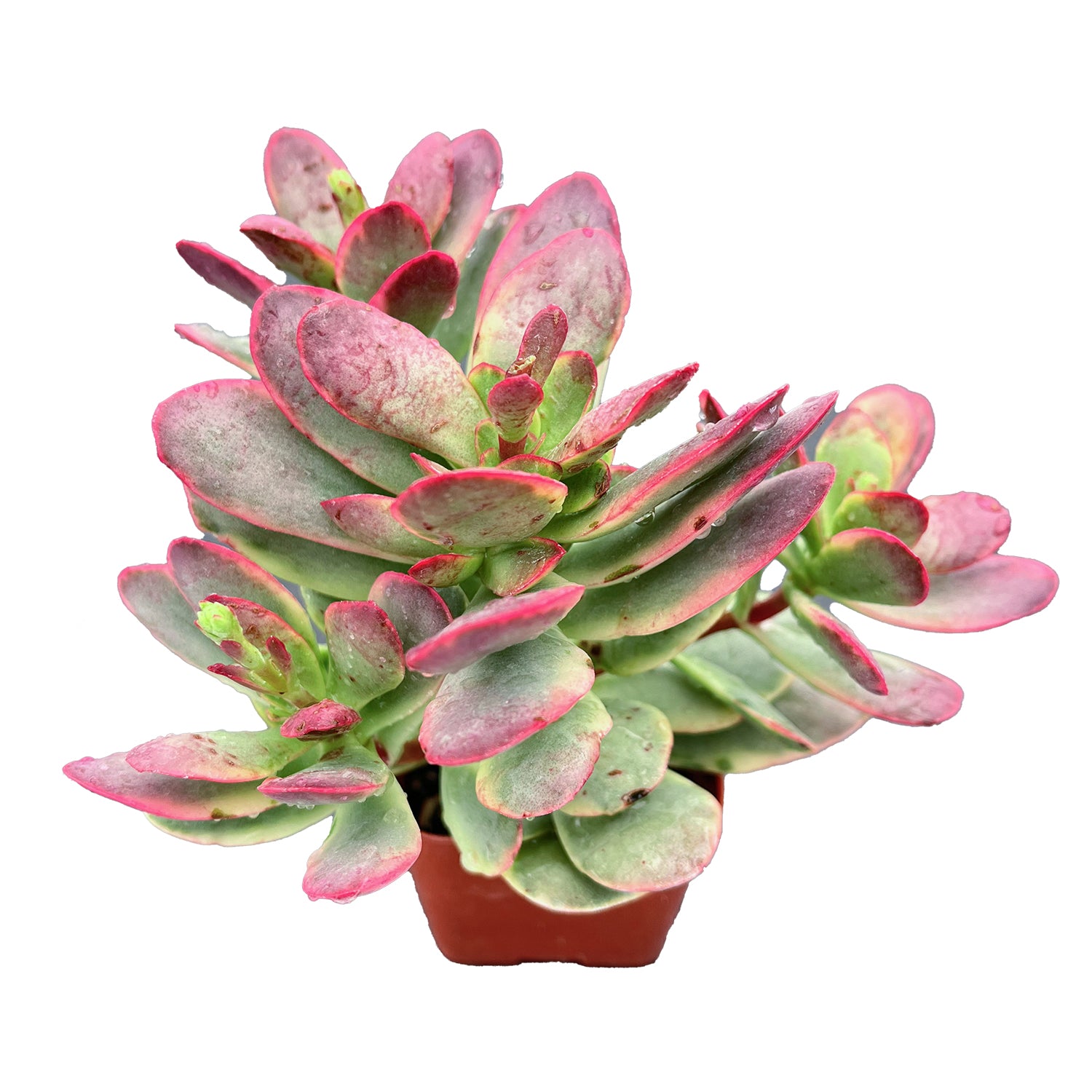 crassula platyphylla succulent Crassula Platyphylla f. Variegata