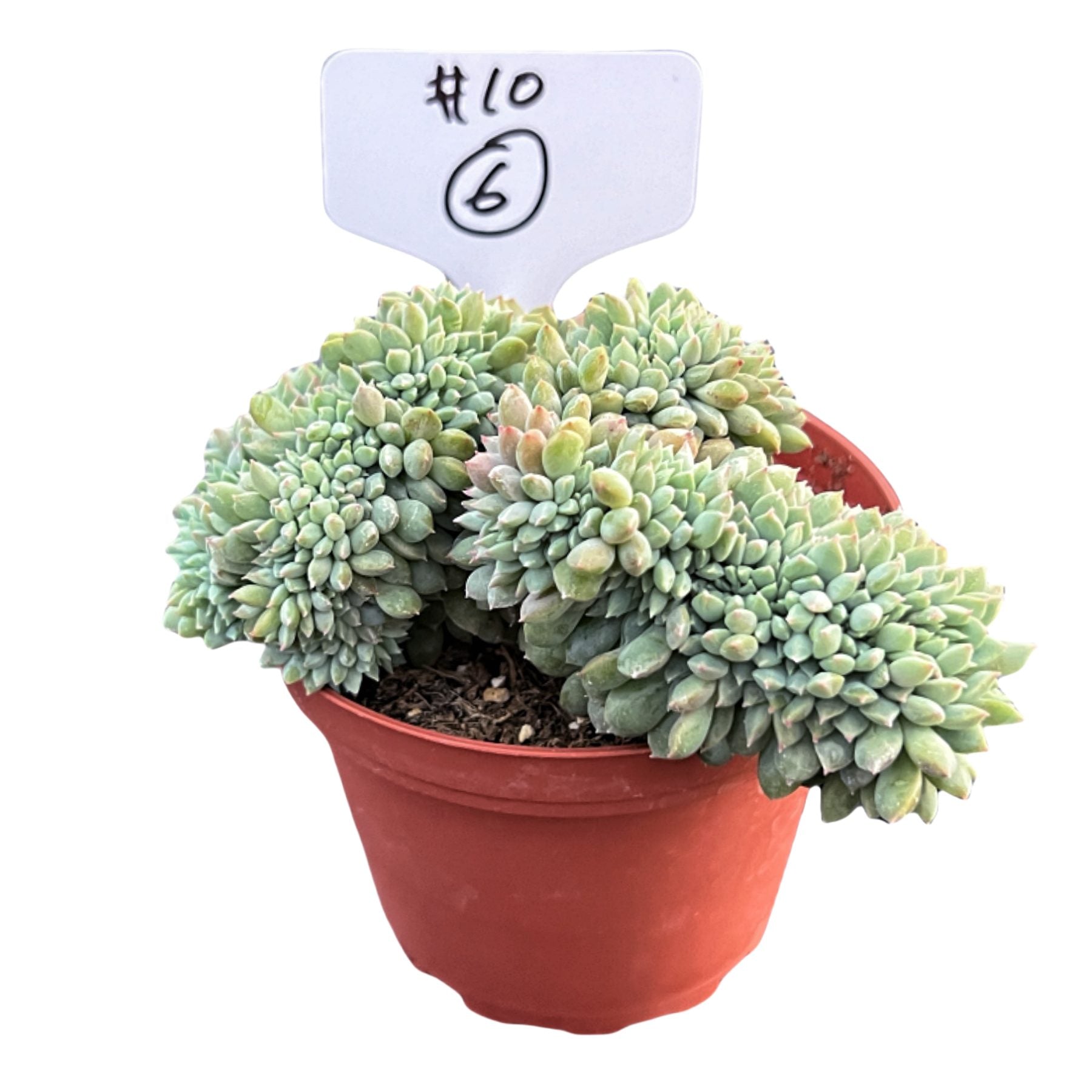 chrissy and ryan succulents Crested Echeveria 'Chrissy n Ryan' #6 (4 inch) (Limited)