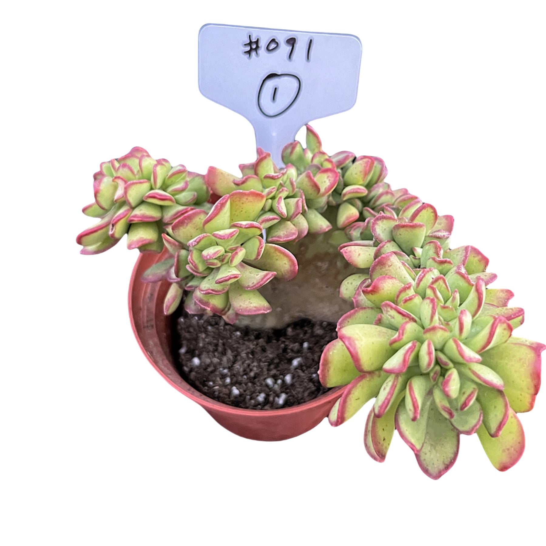 tree stonecrop succulent Crested Sedum dendroideum (Tree Stonecrop) #1 (4 inch) (Limited)