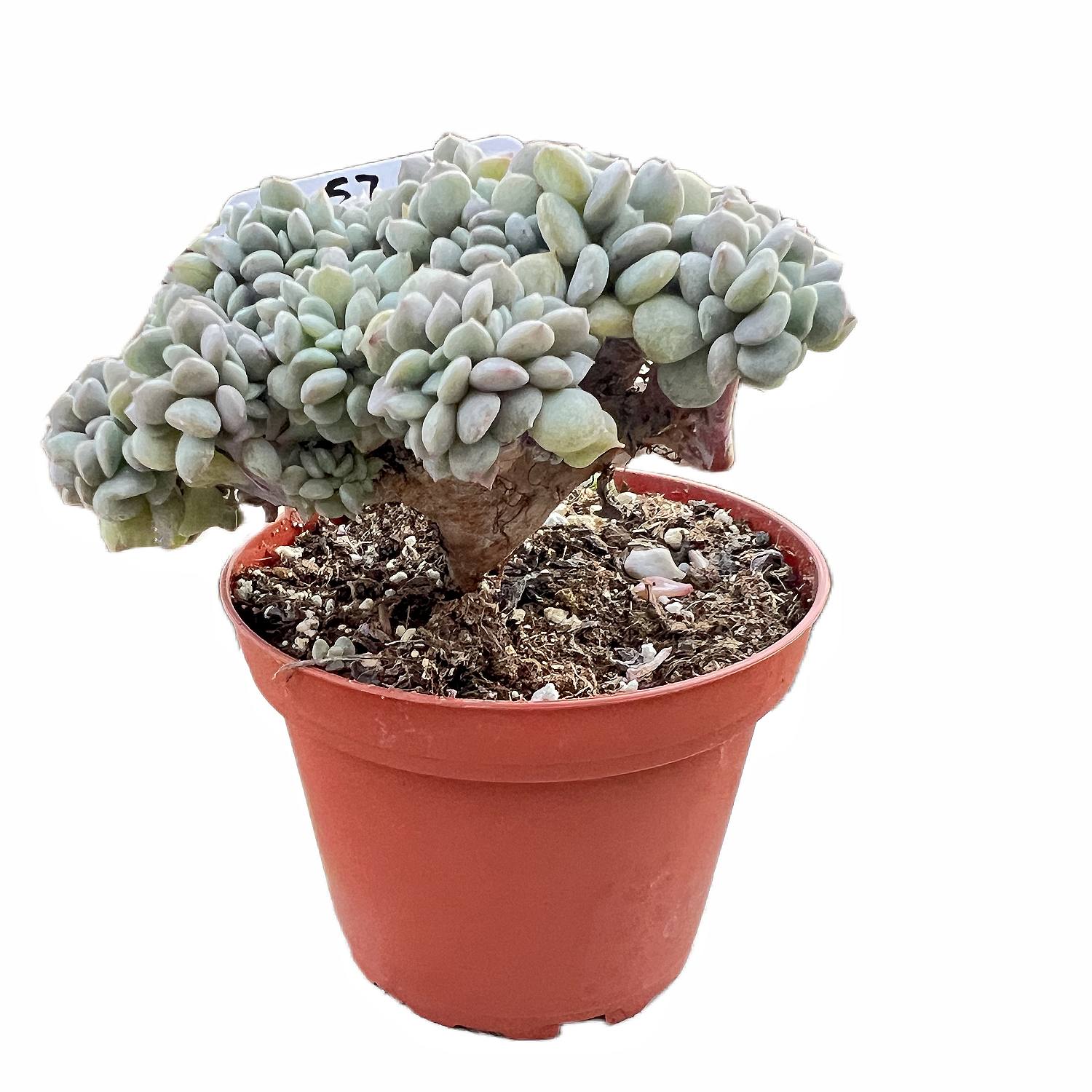crested nevada succulent Crested Echeveria Cubic Frost #3 (4 inch)(Limited) – Thenextgardener