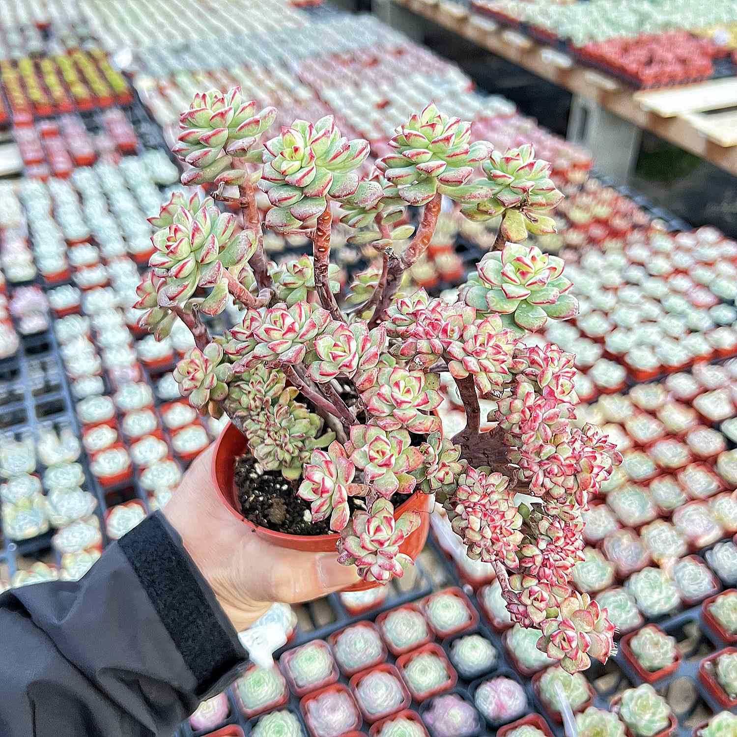 crested nevada succulent Crested Echeveria 'Tango' (4 inch)(Limited) – Thenextgardener