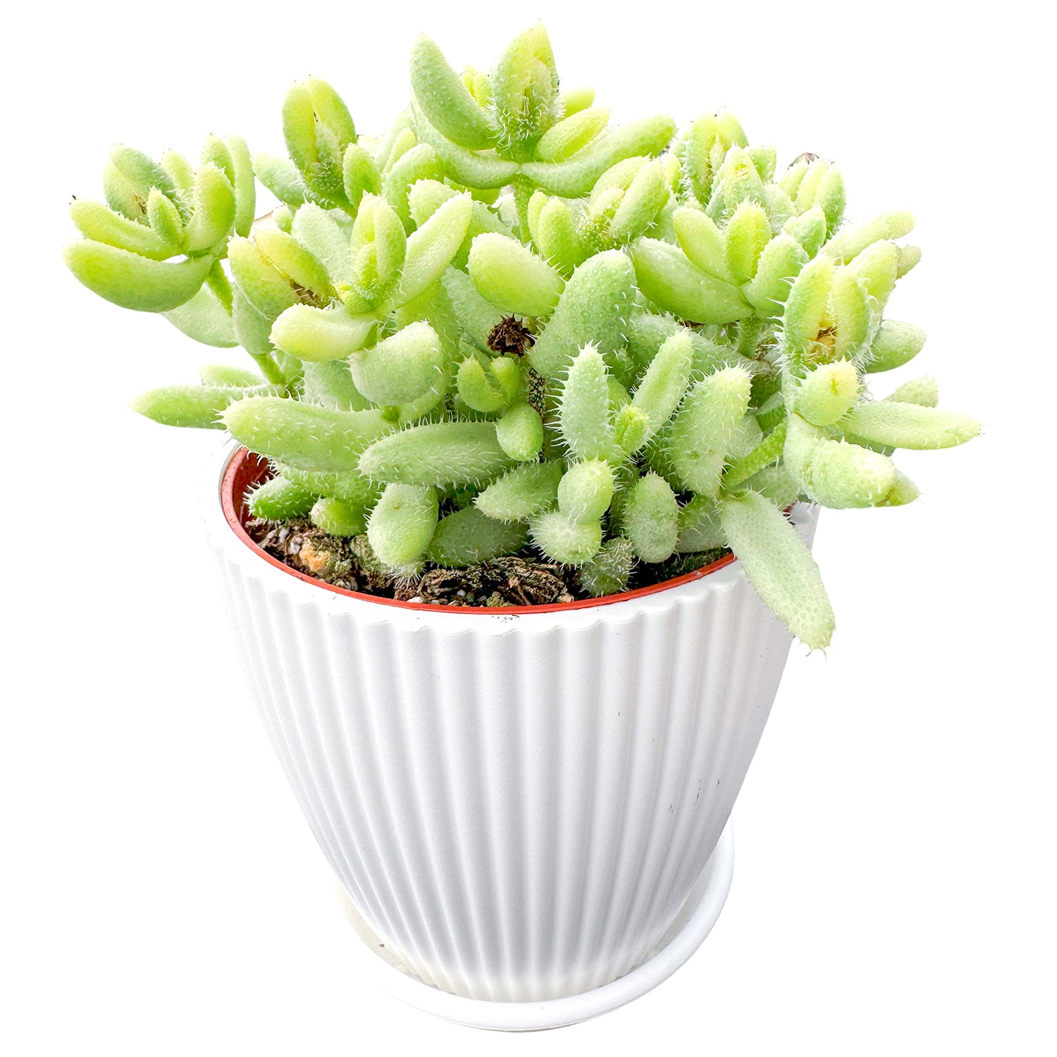 pickle looking succulent Delosperma Echinatum 'Pickle Plant' Variegata (4 inch) 3 Plants / White striped pot