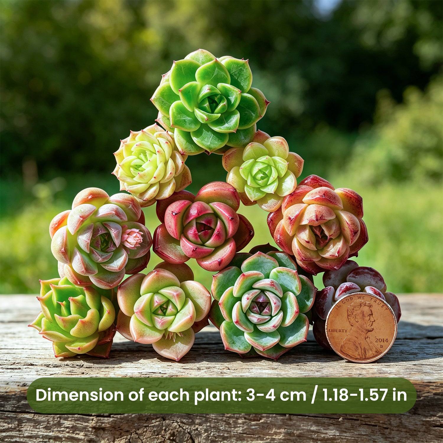 echevera succulents for sale online free shipping Tiny Assorted Rare Echeveria Succulent Cuttings Pack of 10 Plants