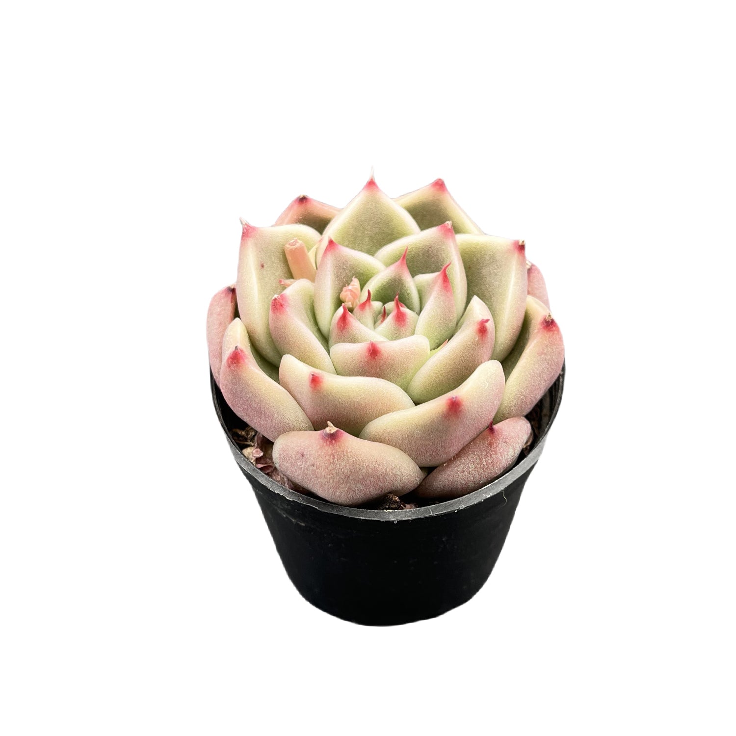 ebony succulent Echeveria Agavoides 'Ebony'