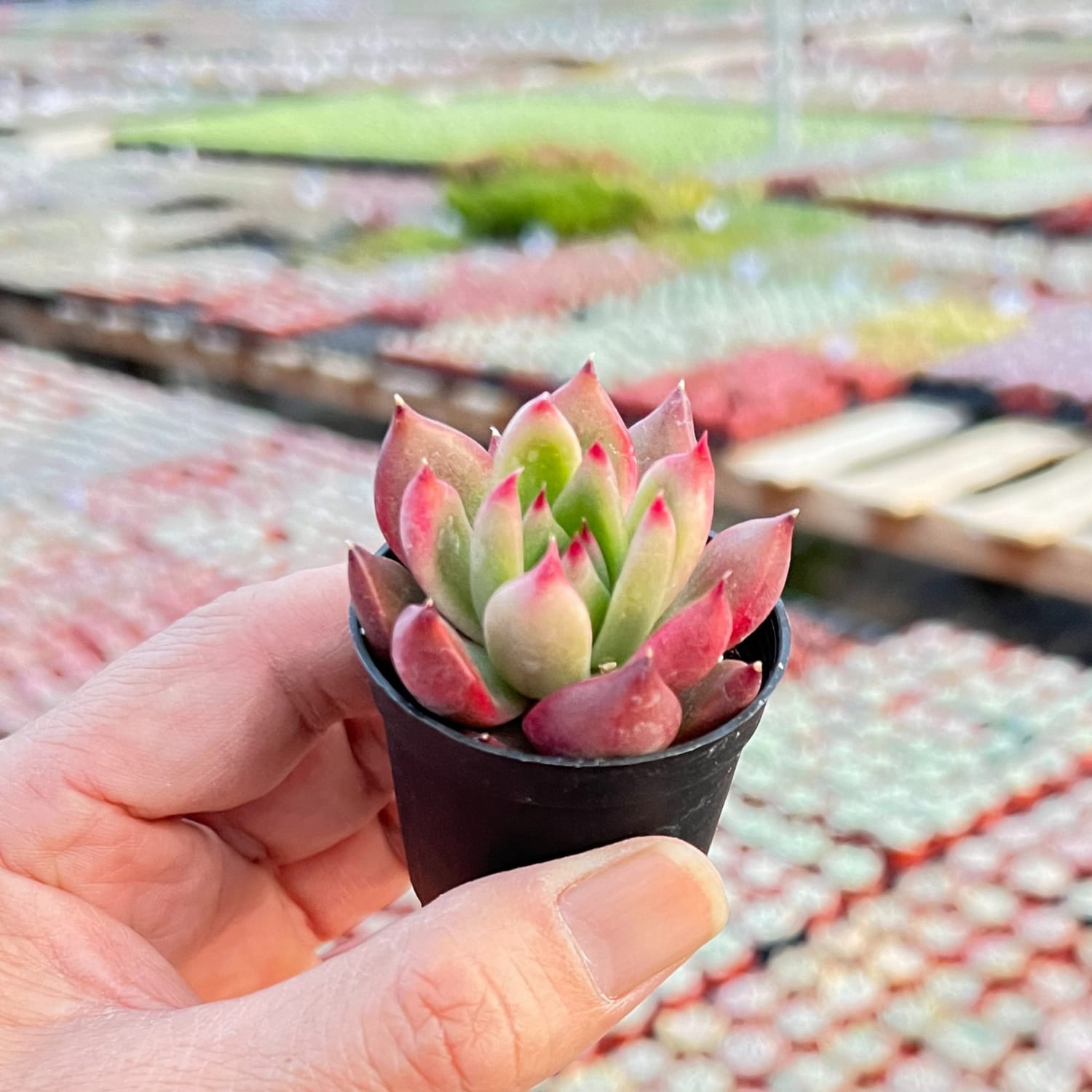 frank reinelt succulent Echeveria Agavoides 'Frank Reinelt'