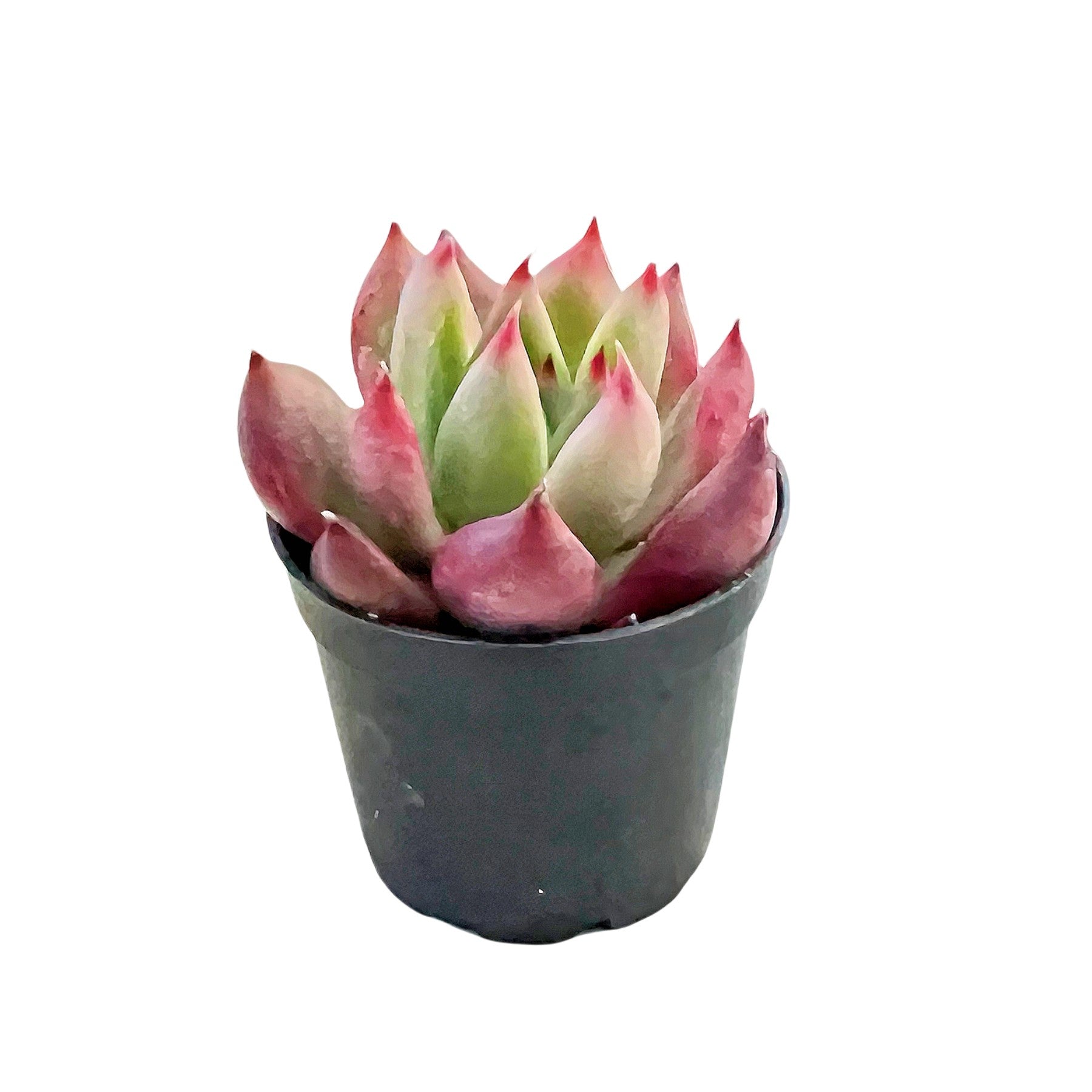 frank reinelt succulent Echeveria Agavoides 'Frank Reinelt'
