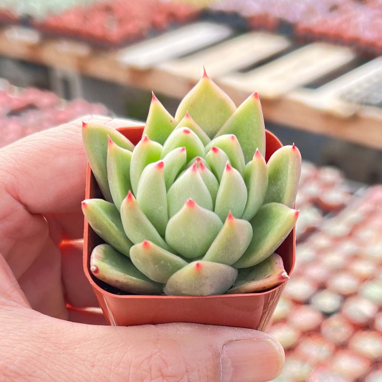 wax agave succulent Echeveria Agavoides Gold Wax